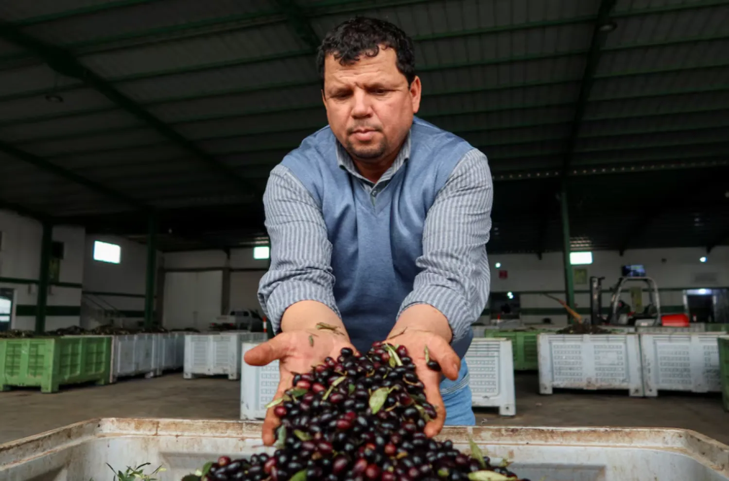 Tunisian olive oil producer, Mustapha Mtiraoui, displays olives to be pressed at his oil mill in Kairouan, Tunisia February 24, 2024. REUTERS/Jihed Abidellaoui 