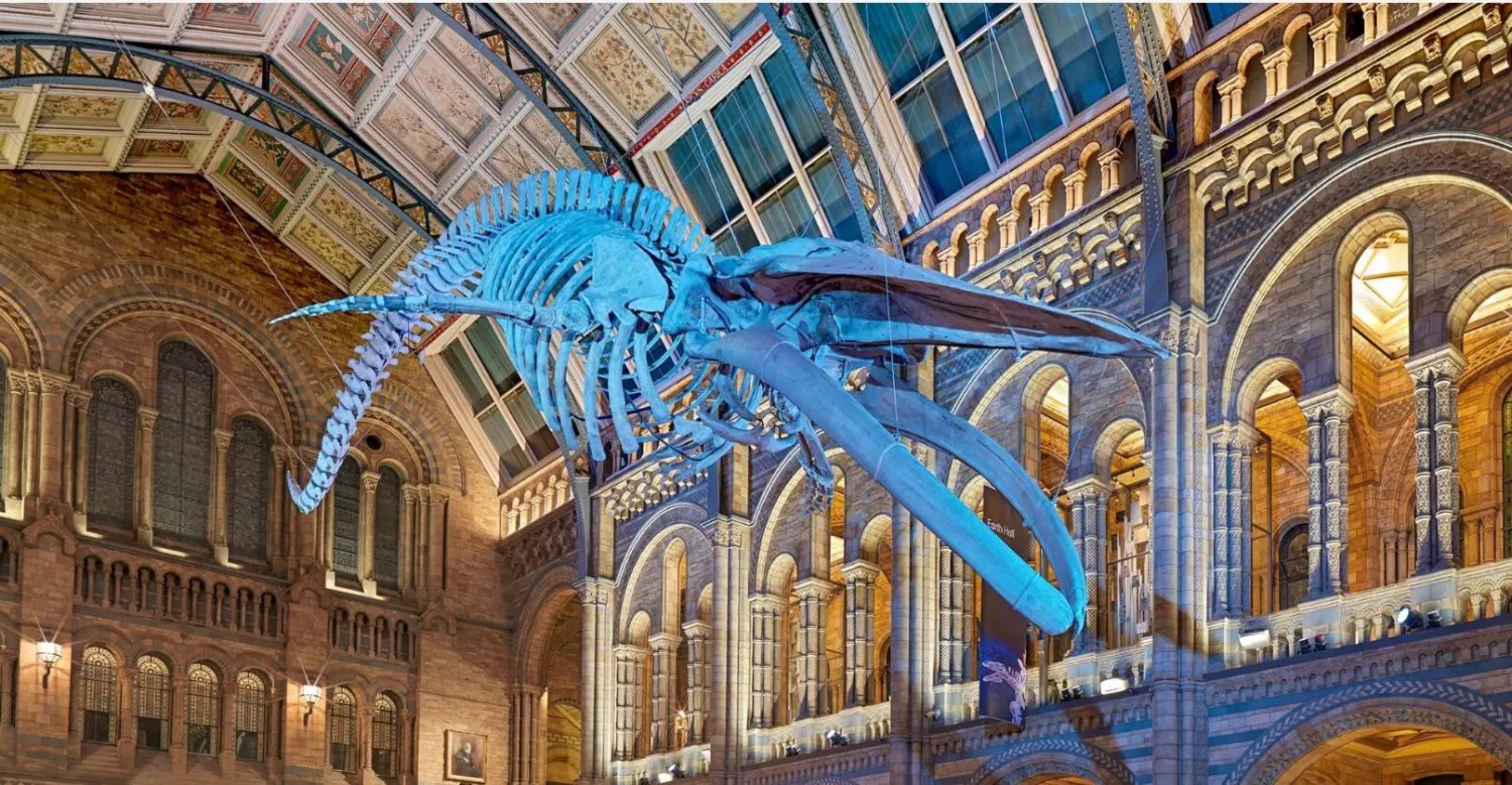 The skeleton of a blue whale hanging from the ceiling in the Hintze Hall at the Natural History Museum in London, England (Natural History Museum)