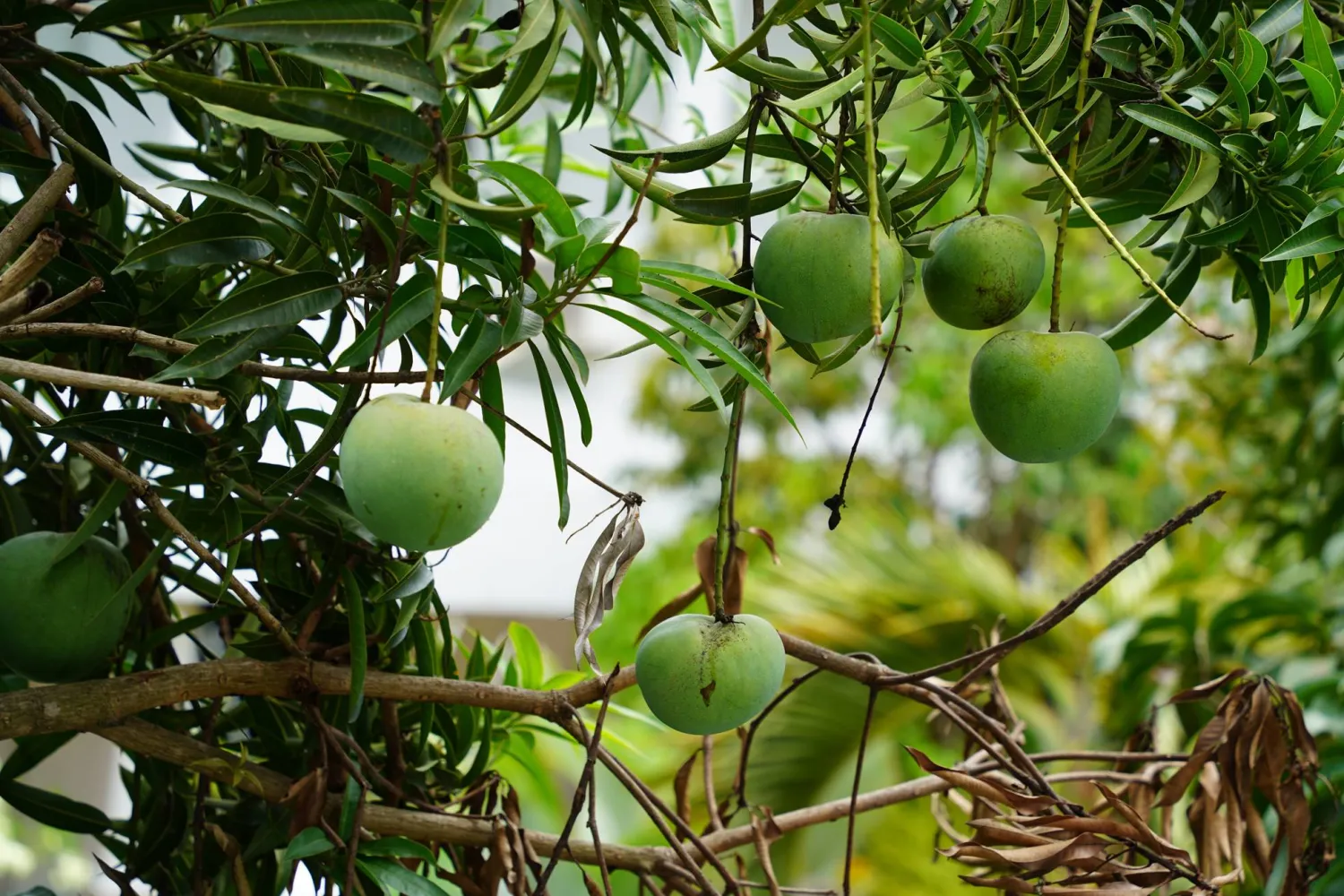 المكاديميا... نبات أسترالي محلي تحوَّل إلى غذاء تجاري عالمي (شاترستوك)
