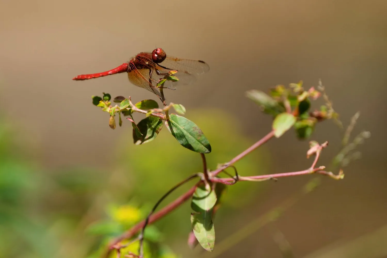 A dragonfly rests on a plant at the Lake Merritt Dragonfly Habitat Garden in Oakland, Calif., Friday, Aug. 21, 2026. (AP Photo/Jeff Chiu)