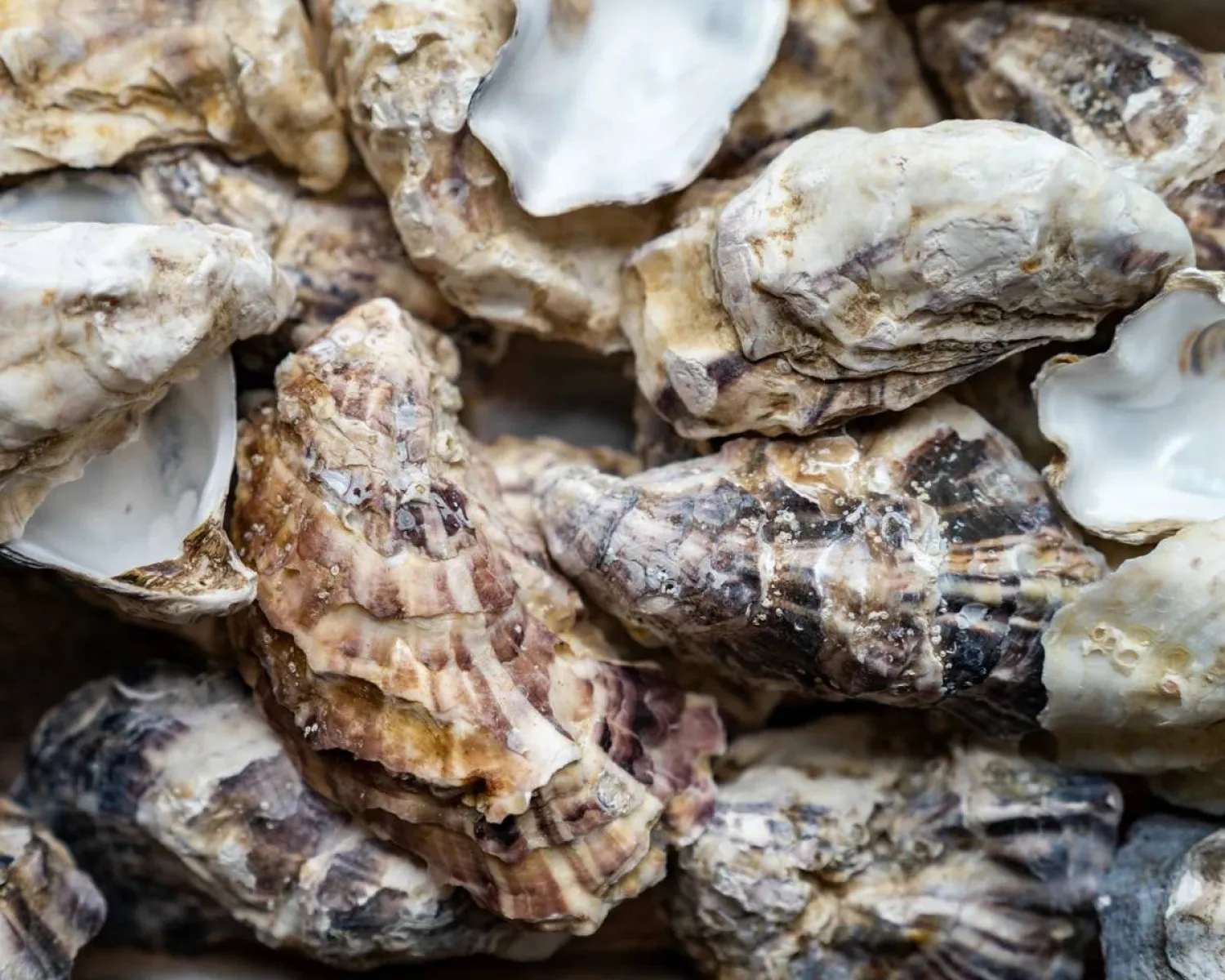 Oysters are a staple of brunch menus and seafood buffets across Australia. (Getty Images)