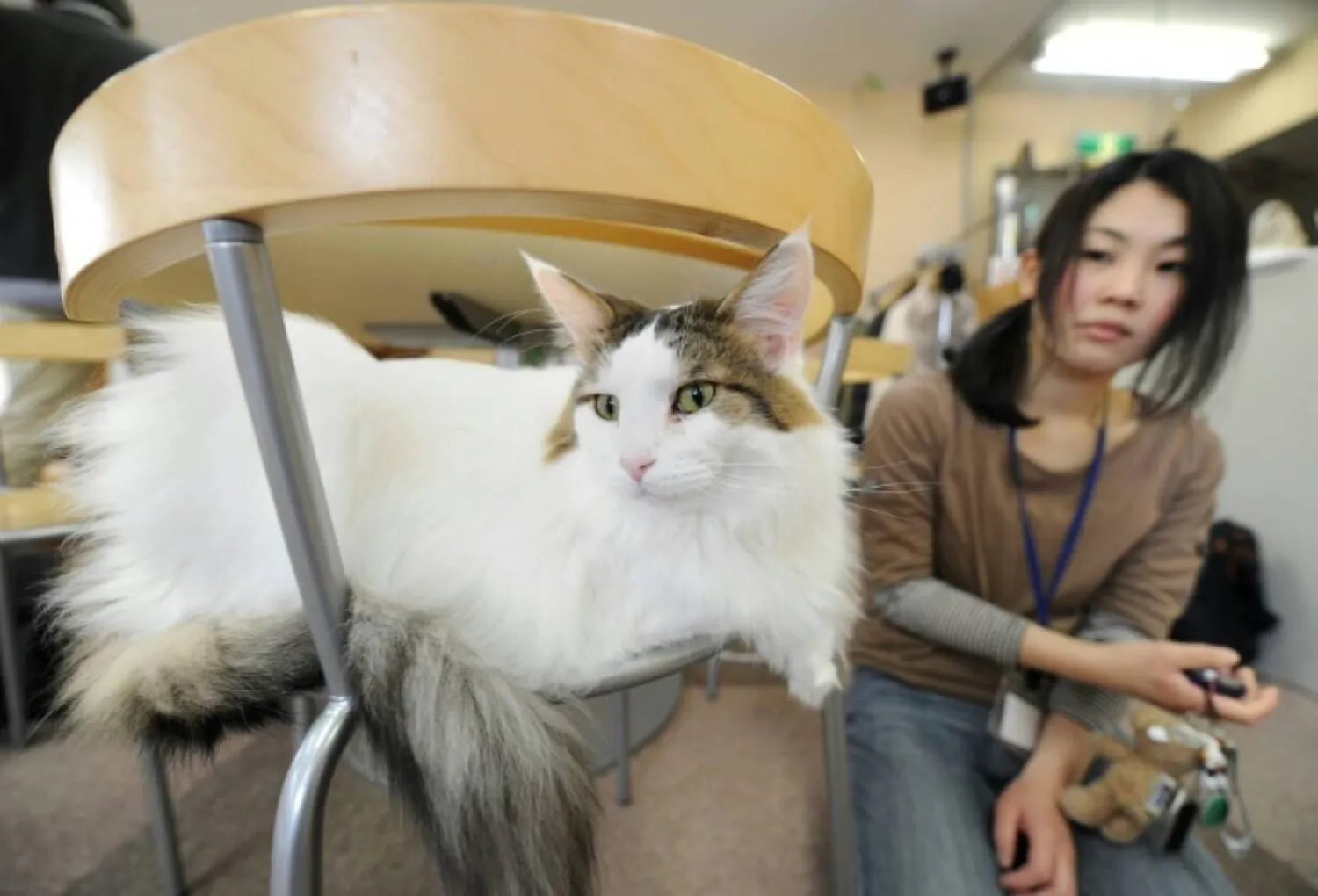 A Japanese customer at a 'cat cafe' in Tokyo. TORU YAMANAKA / AFP/File
