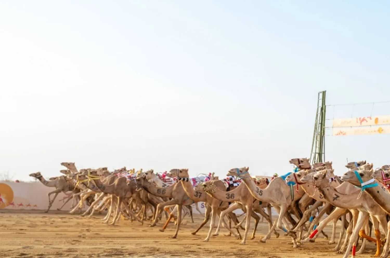 سباقات المهرجان ستنطلق بدءاً من 3 سبتمبر المقبل (الشرق الأوسط)