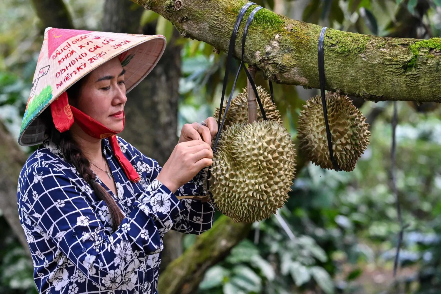 This photograph taken on August 15, 2026 shows Ngo Thi Minh Trinh inspecting durians at a farm in Ea Knuec commune, Vietnam's Dak Lak province. (AFP)