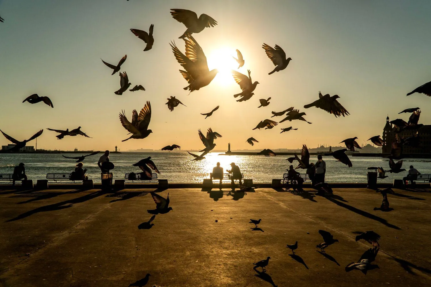 24 August 2026, Türkiye, Istanbul: Pigeons take flight at sunset as people sit along the waterfront in Istanbul. (dpa) 