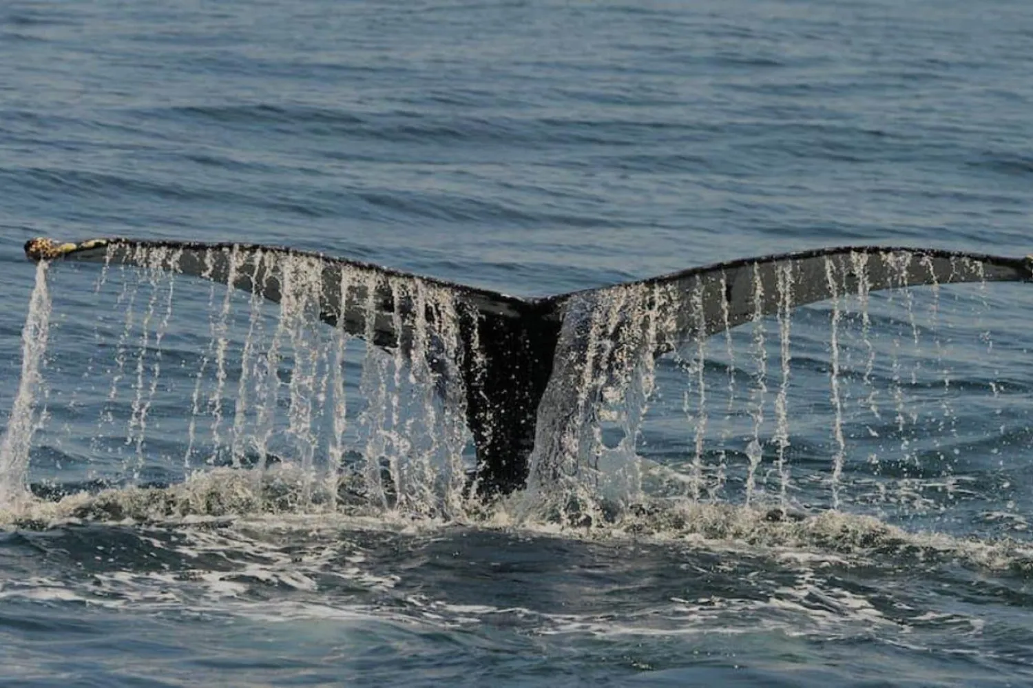 Kambur balinanın "kuyruk kaldırma" davranışı (NOAA)