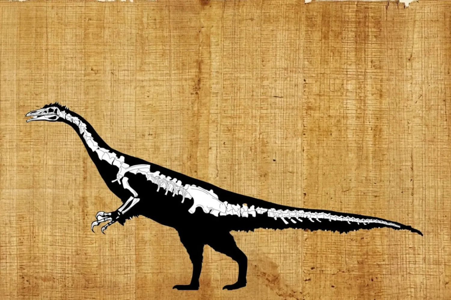 Kayrasaurus changliensis'in yandan görünüşlü iskelet şeması (Journal of Systematic Palaeontology 2026)