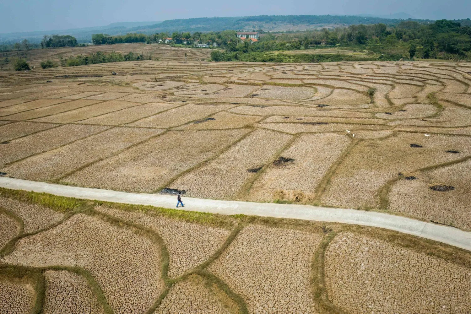 This aerial picture shows a villager walking between dried-up rice fields with cracked soil caused by a prolonged dry season at Wening Galih village in Bogor, West Java on August 28, 2026. (AFP)