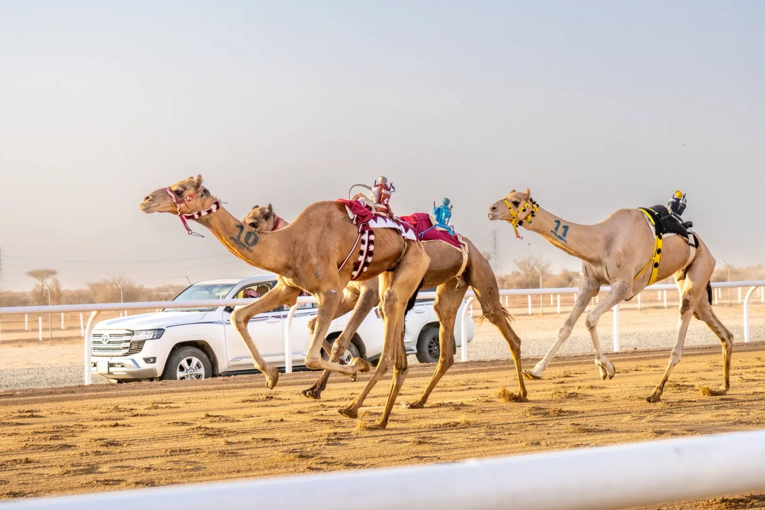 مهرجان ولي العهد للهجن بالطائف يحظى باهتمام واسع (الاتحاد السعودي للهجن)