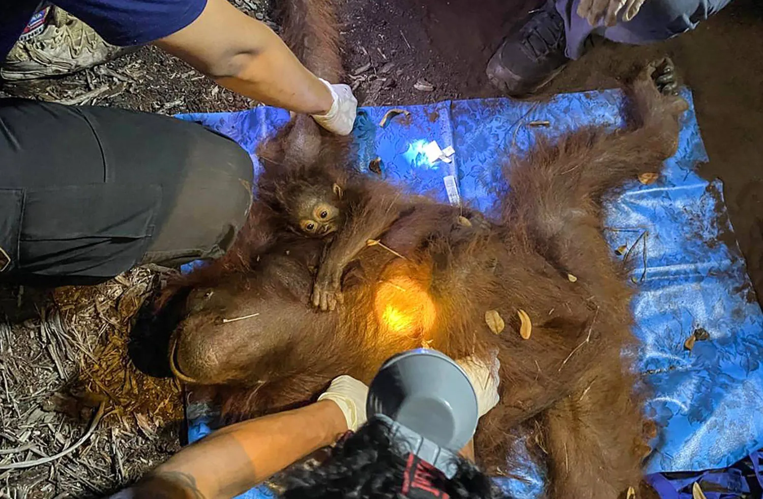 A mother-and-baby orangutan pair named Raya and Rayu are evacuated by officials from the Natural Resources Conservation Agency (BKSDA), Indonesian military and the Orangutan Foundation International (OFI) due to forest and land fires in East Kotawaringin, Central Kalimantan, on September 2, 2026. (Photo by REINA / AFP)