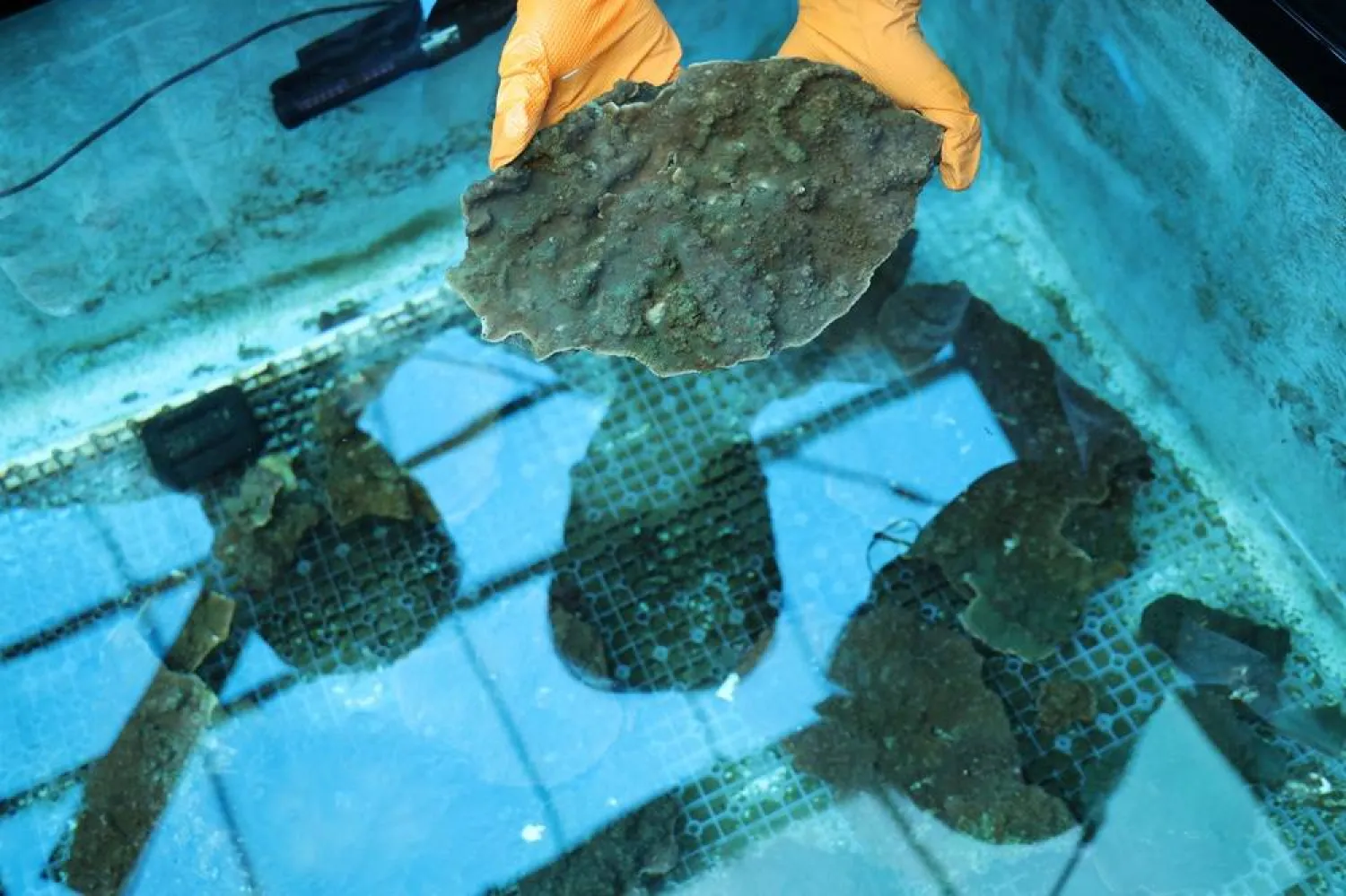 Kang Do-hyung, principal research scientist at Korea Institute of Ocean Science and Technology and former Oceans and Fisheries Minister, checks corals with researchers at a lab called Jeju Tropica, in Jeju, on Jeju Island, South Korea, August 20, 2026. (Reuters) 