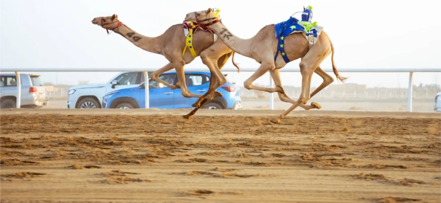 تألق إماراتي وعماني في خامس أيام مهرجان ولي العهد للهجن (واس)