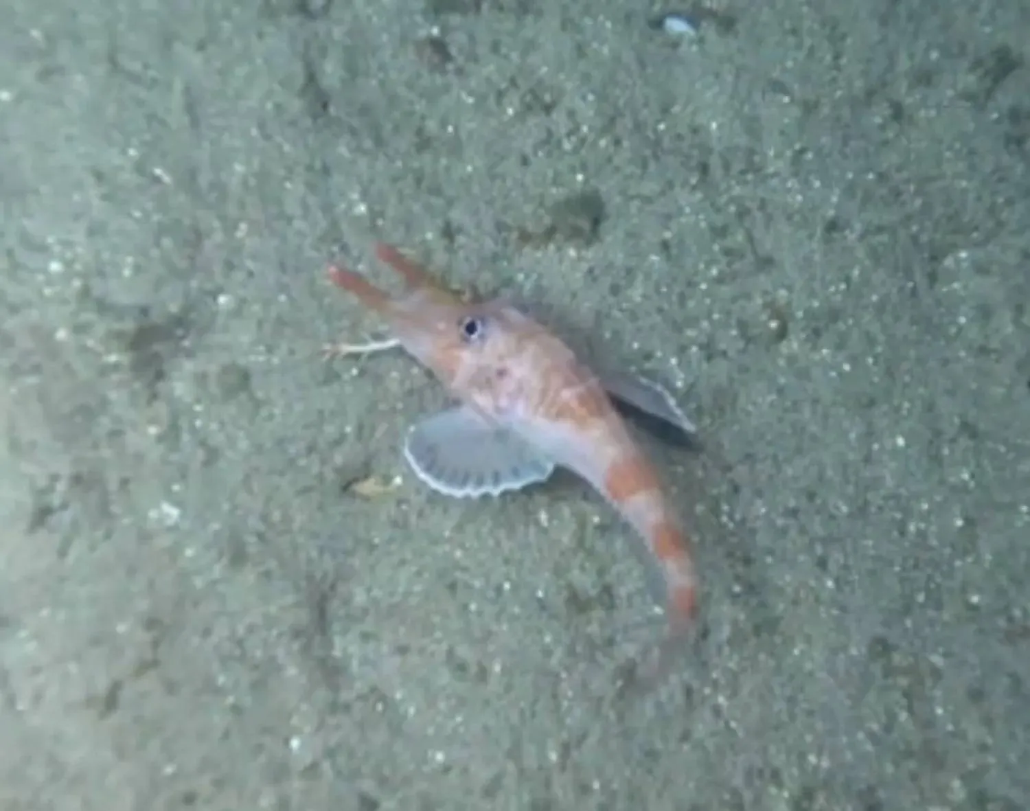 Armored searobin in the South China Sea. (Sun Yat-sen University) 