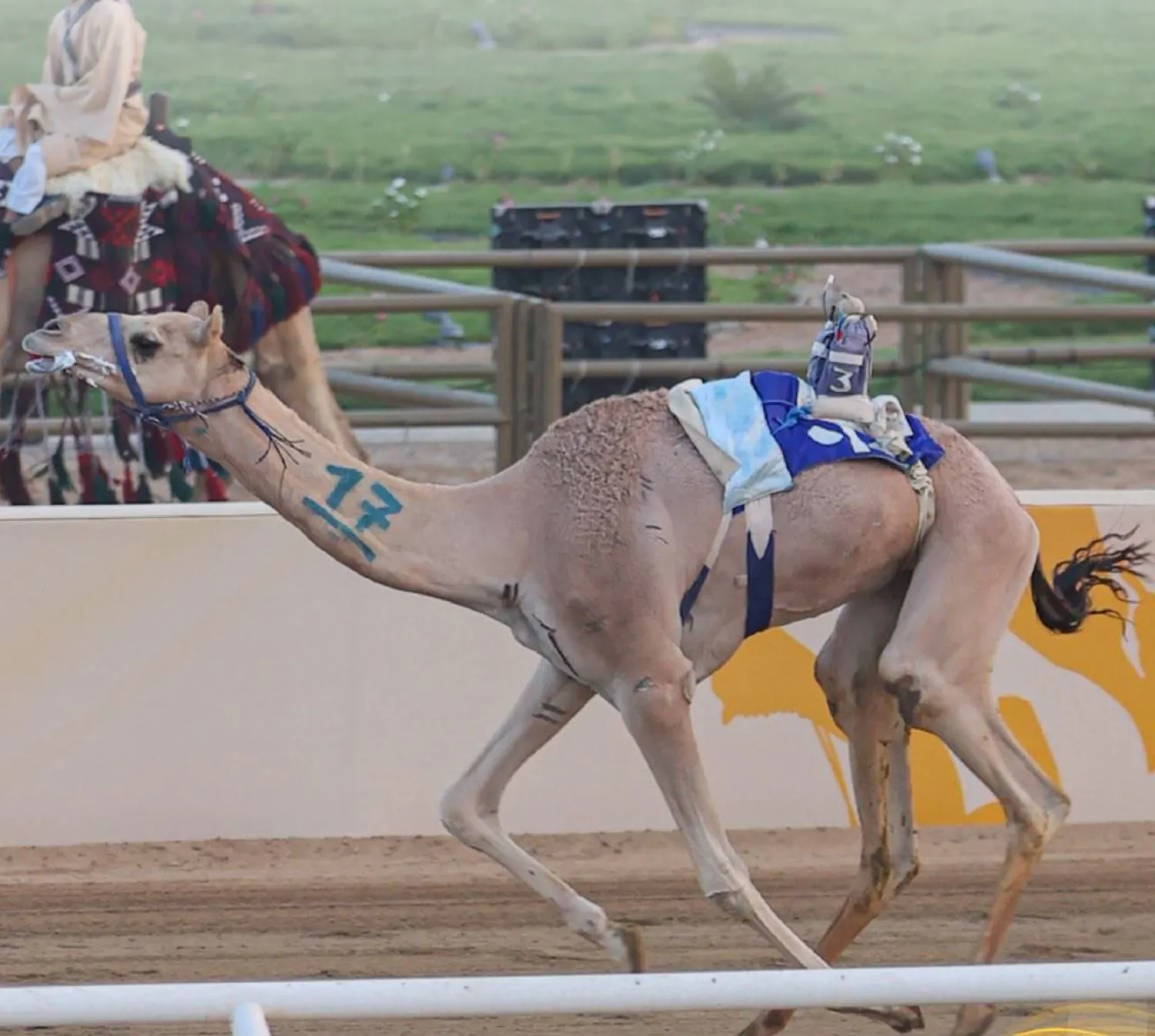 من منافسات مهرجان ولي العهد للهجن (الشرق الأوسط)