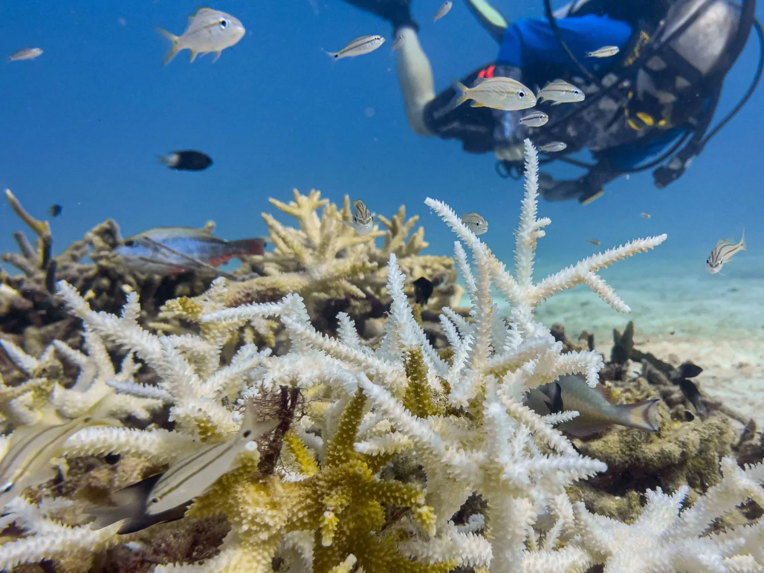 A mass of bleached staghorn coral, its pale and white branches a sign of stress after prolonged exposure to abnormally warm ocean waters, is seen off the coast of Florida on August 28, 2026. (Photo by Jesus Olarte / AFP)