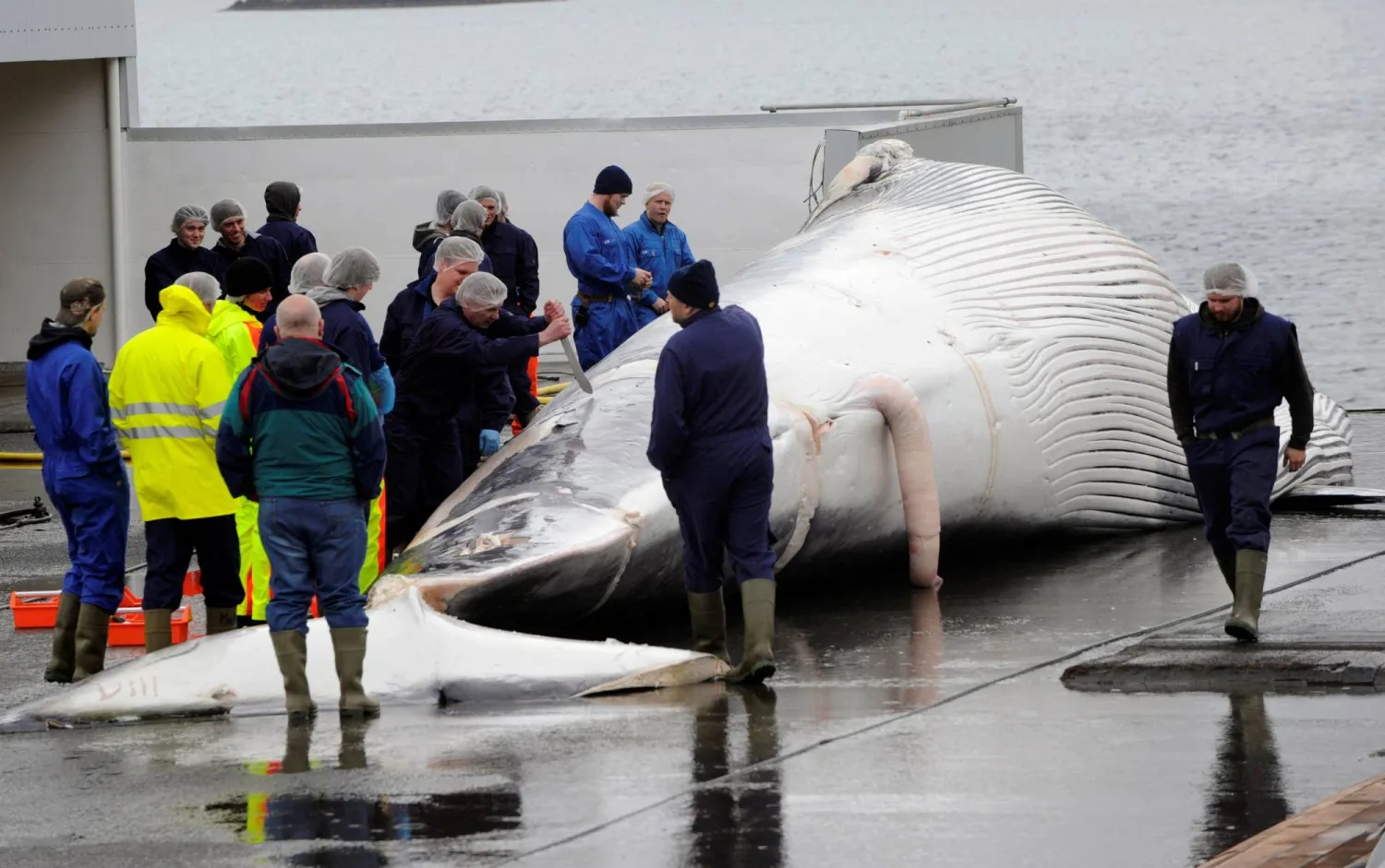 FILE PHOTO: Workers cut up a finwhale at a port in Reykjavik June 18, 2013. REUTERS/Sigtryggur Johannsson/File Photo
