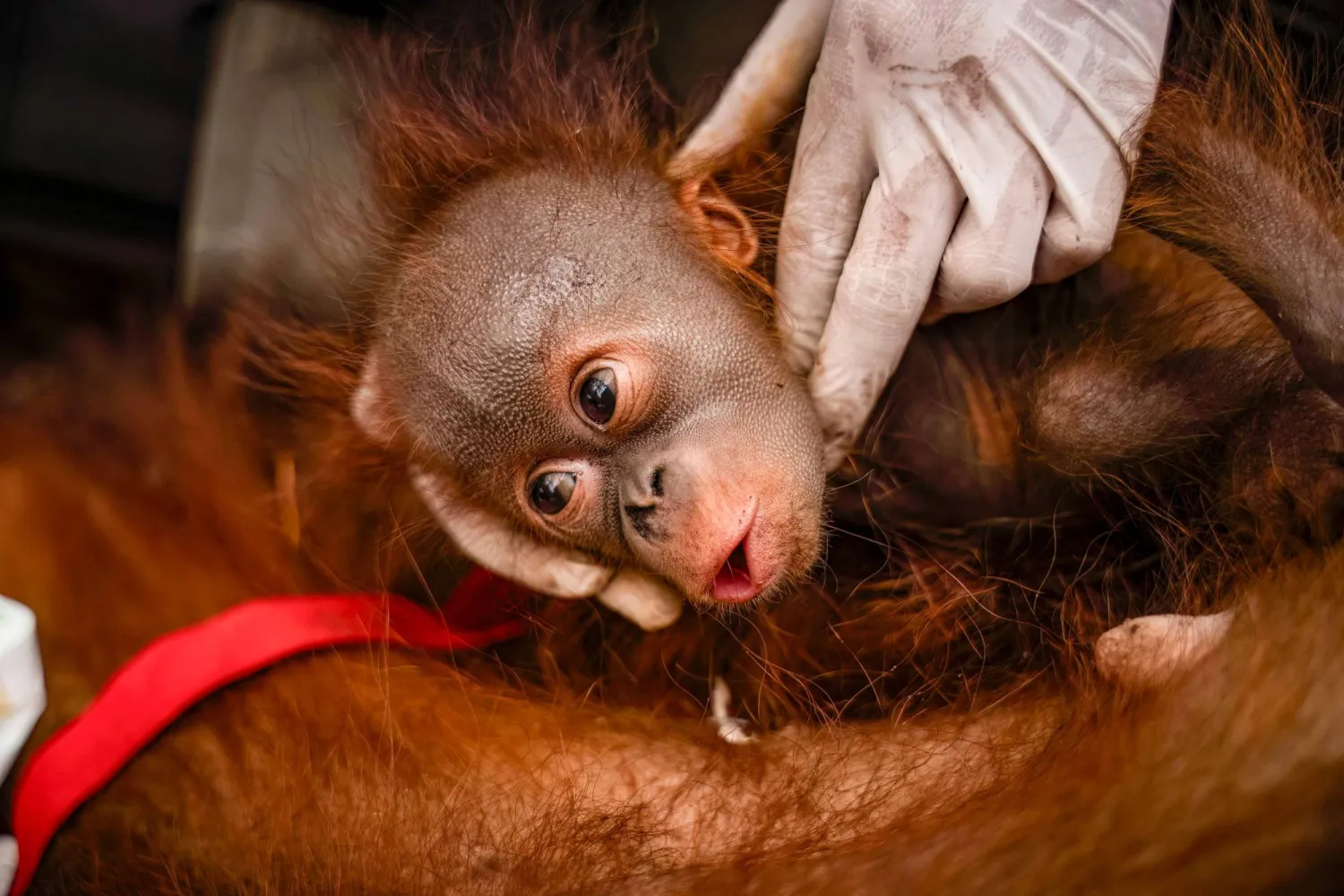 This handout picture taken on September 8, 2026 and released on September 10, 2026 by Indonesia's Ministry of Forestry and Yayasan Inisiasi Alam Rehabilitasi Indonesia (YIARI) shows a young orangutan during a rescue operation for the primates caught up in wildfires in Pemangkat village in West Kalimantan province. (Photo by Muffidz Ma'sum / Yayasan Inisiasi Alam Rehabilitasi Indonesia (YIARI) / AFP)