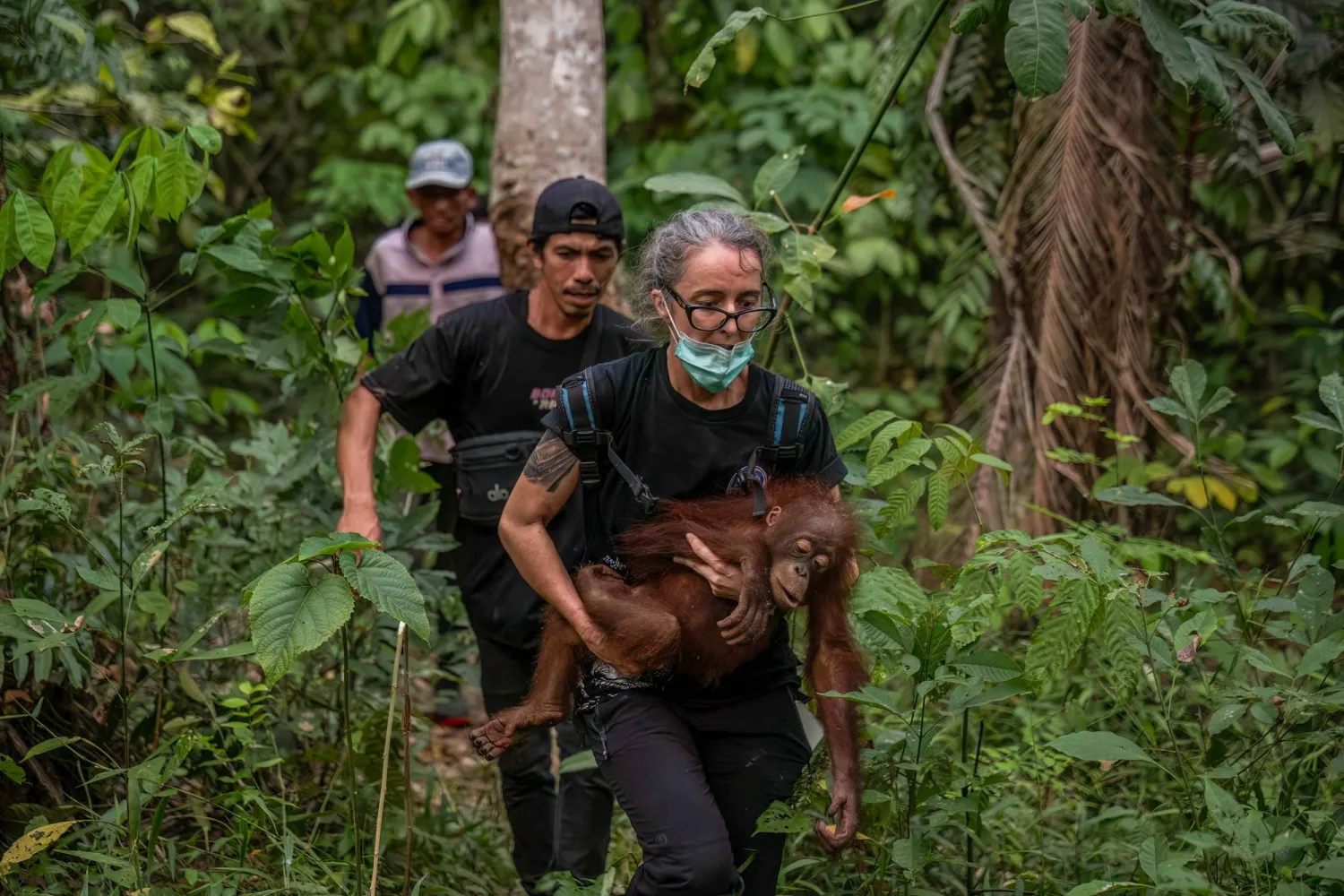 This handout picture taken on September 4, 2026 and released on September 10, 2026 by Indonesia's Ministry of Forestry and Yayasan Inisiasi Alam Rehabilitasi Indonesia (YIARI) shows a rescue operation for orangutans caught up in wildfires in Pemangkat village in West Kalimantan province. (Photo by Muffidz Ma'sum / Yayasan Inisiasi Alam Rehabilitasi Indonesia (YIARI) / AFP)