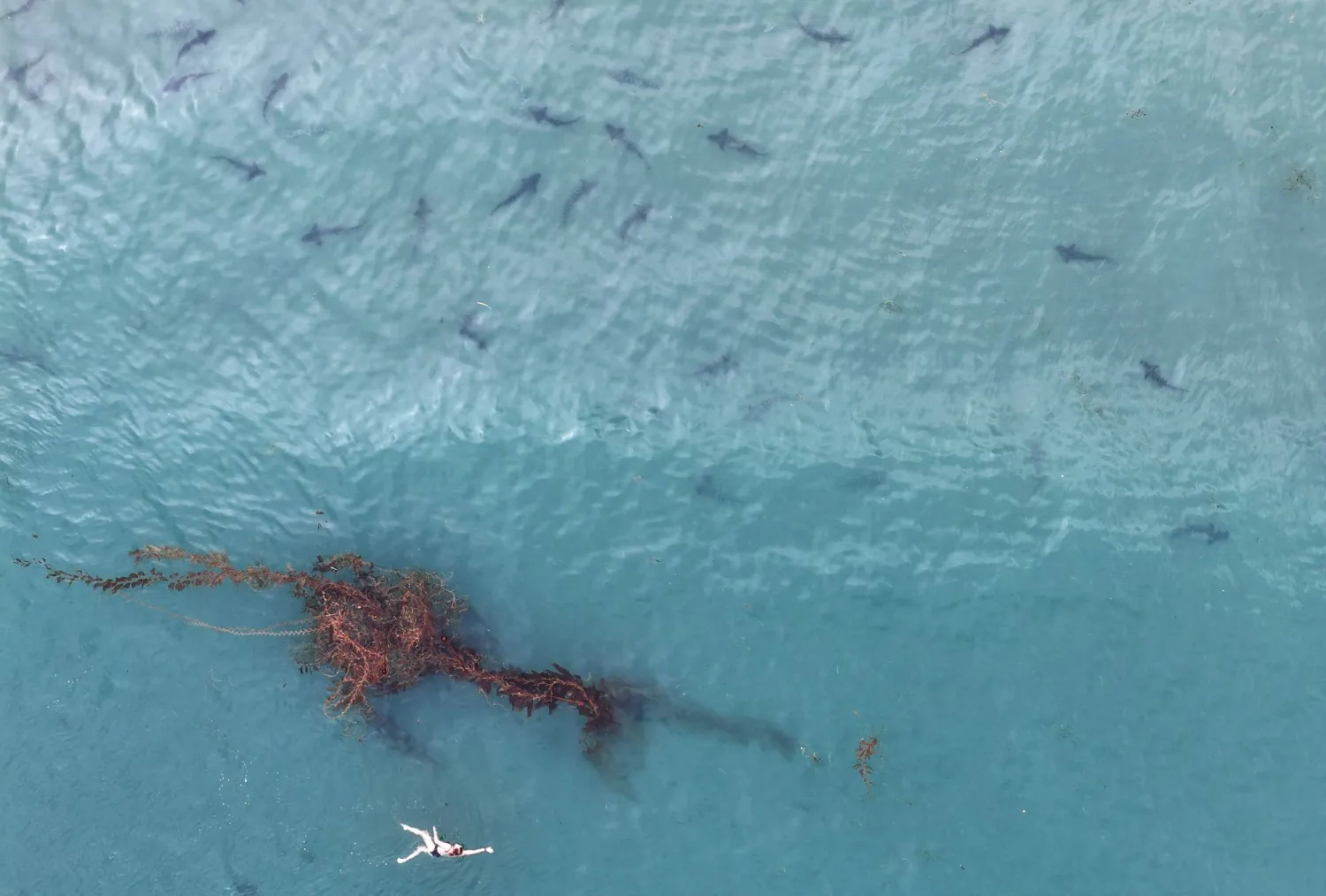SAN DIEGO, CALIFORNIA - AUGUST 14: In an aerial view, a swimmer passes near kelp and leopard sharks, which are harmless to humans, in the Pacific Ocean in the La Jolla neighborhood on August 14, 2026 in San Diego, California. Mario Tama/Getty Images/AFP