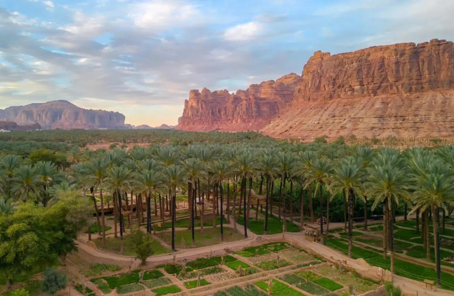 AlUla is home to more than 4.2 million palm trees covering 16,484 hectares - SPA