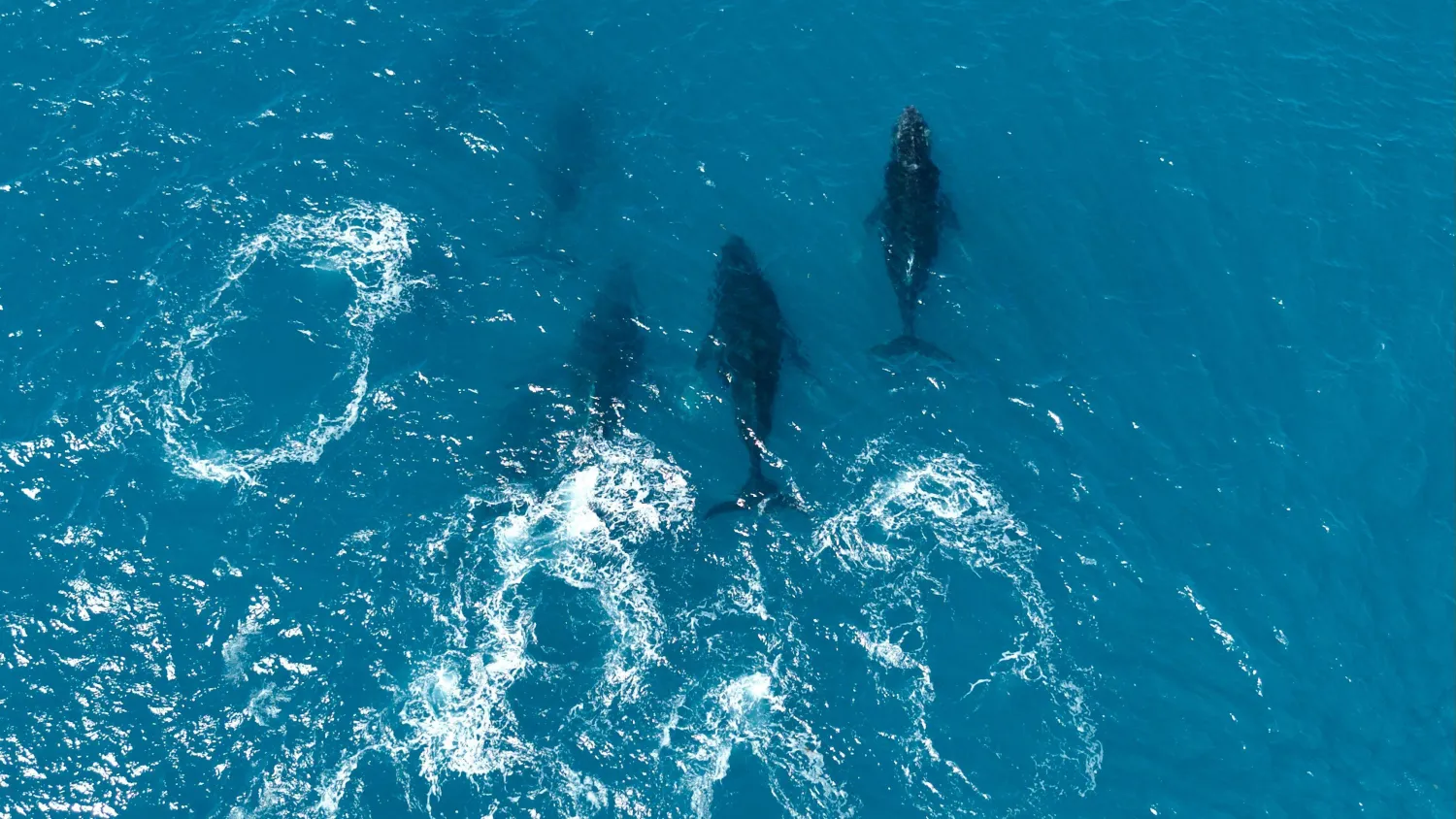 Aerial view of a group of Humpback whales (Megaptera novaeangliae) in the Abrolhos Archipelago, Bahia State, Brazil on August 19, 2026. (Photo by Jose OSORIO / AFP)