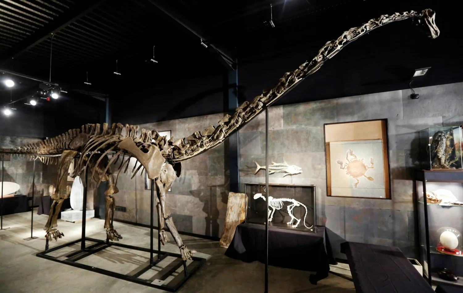 FILE PHOTO: A diplodocus skeleton named "Misty" is seen at Summers Place Auctions in Billingshurst, southern England November 25, 2013. REUTERS/Luke MacGregor/File Photo