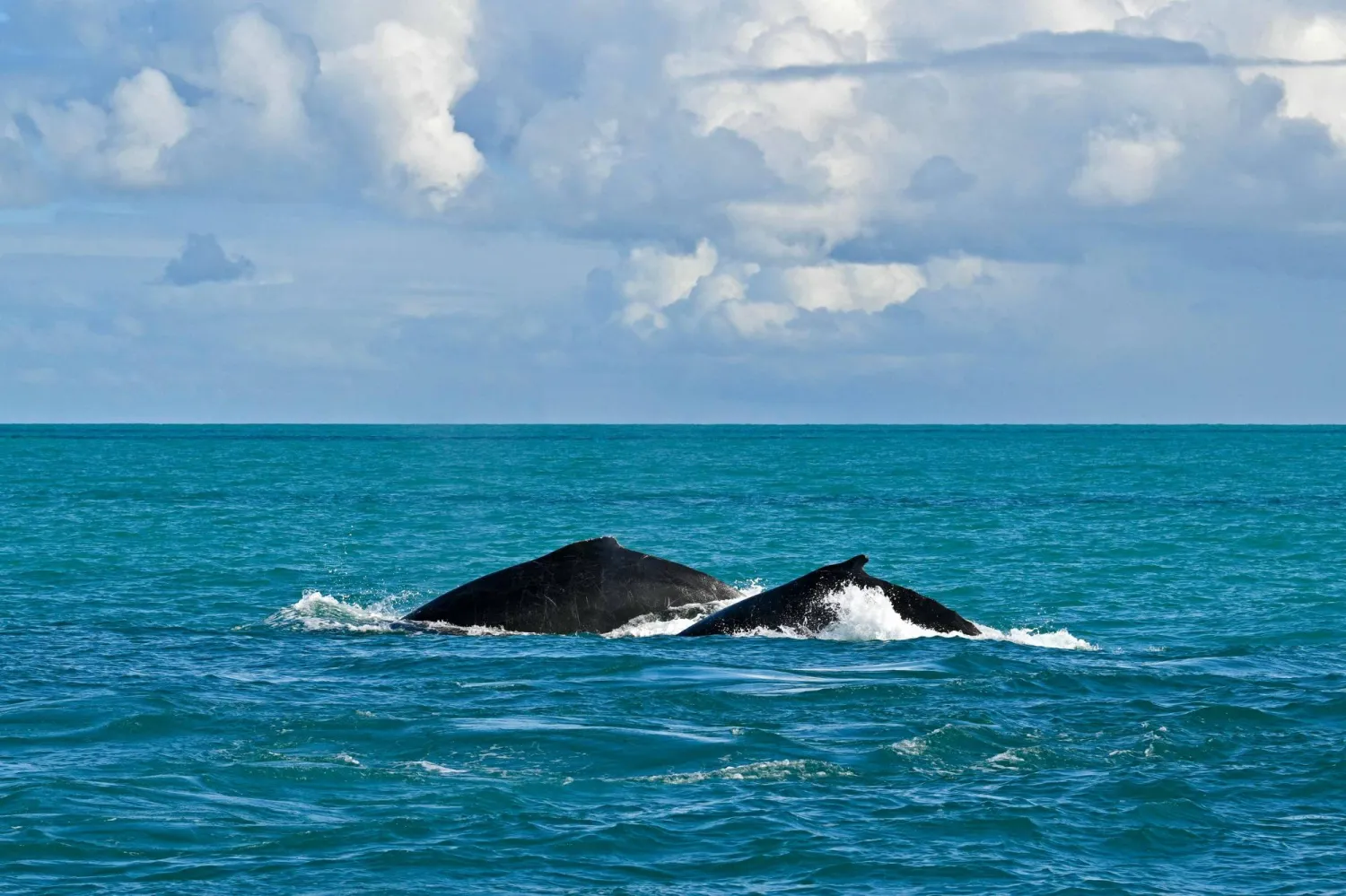 Humpback whales (Megaptera novaeangliae) swim in the Abrolhos Archipelago, Bahia State, Brazil on August 18, 2026. (Photo by Evaristo Sa / AFP)