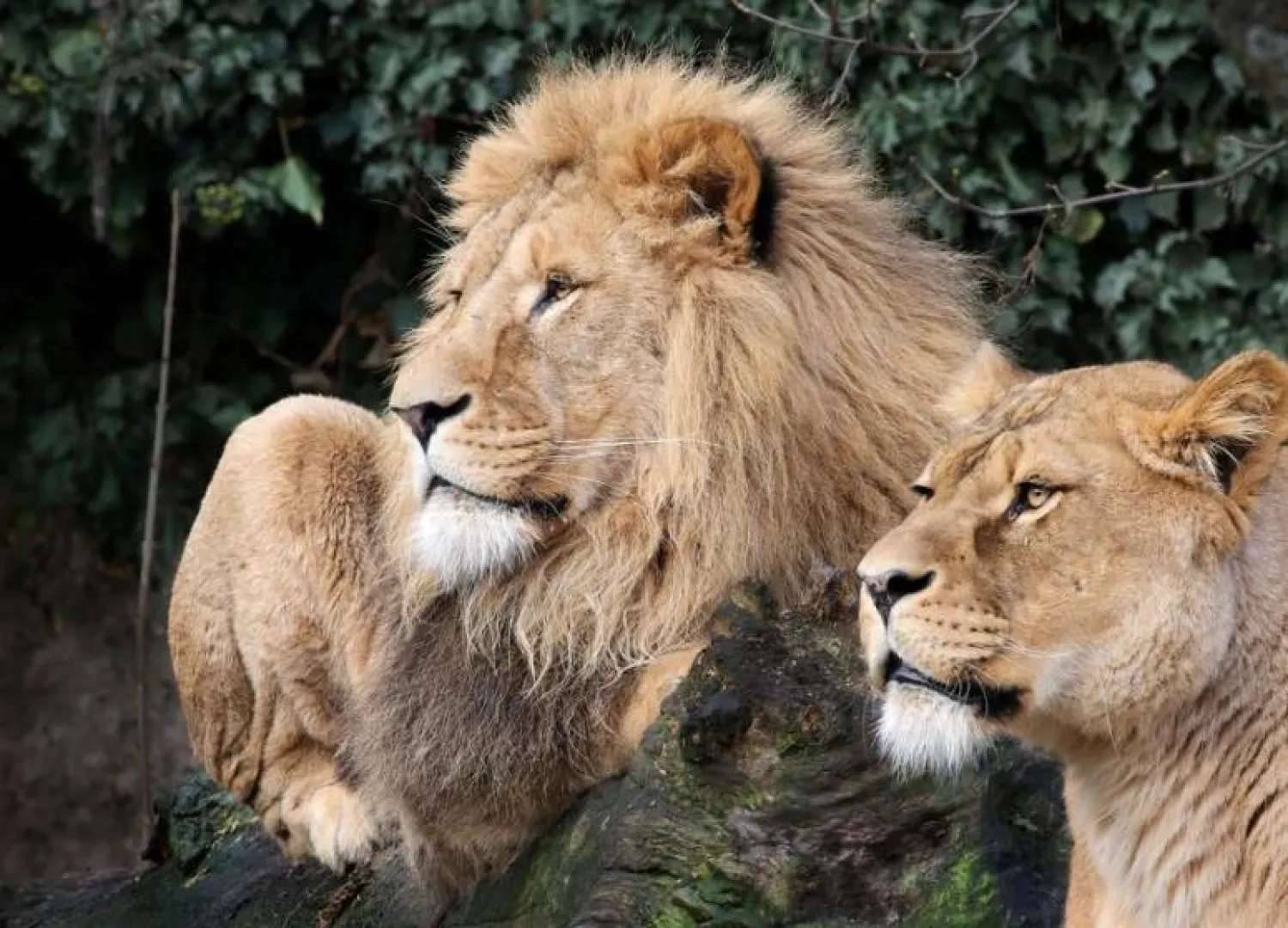 Lions are seen in their counpound at the Artis Amsterdam Royal Zoo in Amsterdam, Netherlands in this handout photo released to media on January 28, 2021. Artis Amsterdam Royal Zoo/Handout via REUTERS