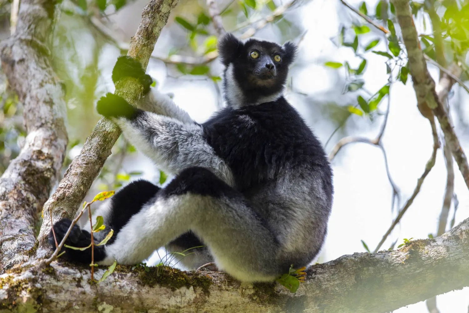 An indri sits in a tree in Madagascar's Maromizaha Forest in this photograph taken on September 29, 2018, and released on September 21, 2026. (Filippo Carugati/Handout via Reuters)