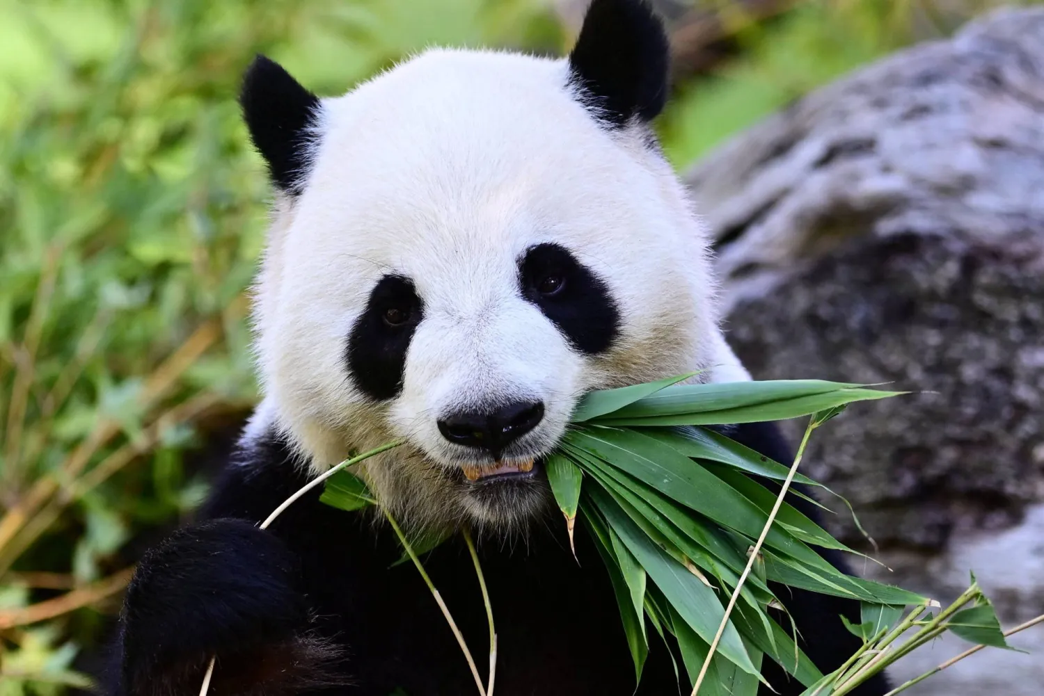 Jin Xi, one of the only two giant pandas in Spain, eats on its sixth birthday at Madrid Zoo Aquarium in Madrid, Spain, September 19, 2026. REUTERS/Juan Barbosa  