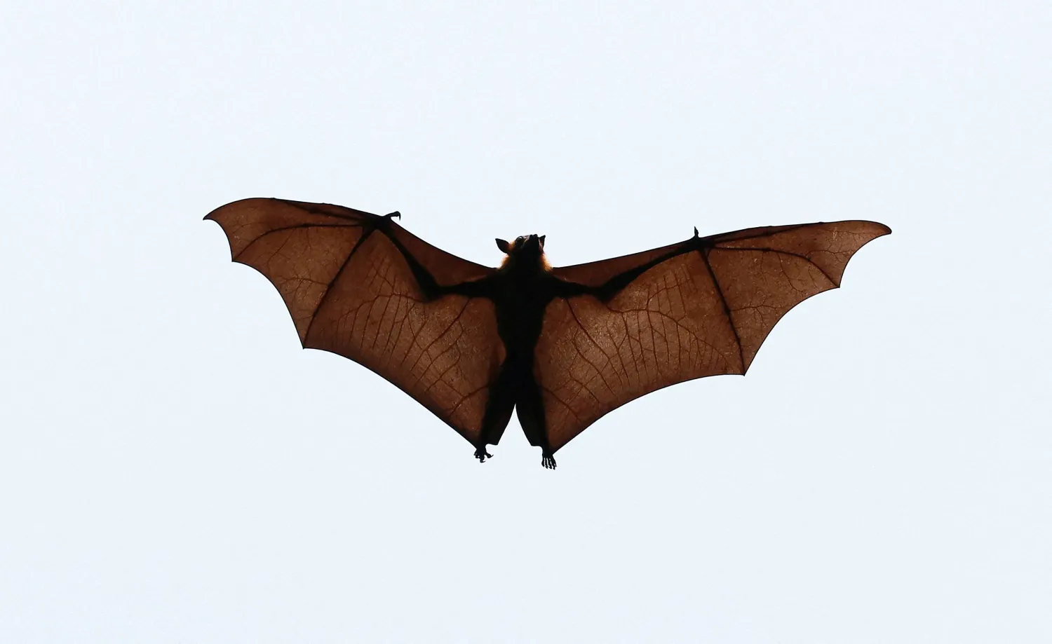 FILE PHOTO: An Indian flying fox or fruit bat flies over trees at Kodiyathur village in Kozhikode district in the southern state of Kerala, India, February 2, 2022.REUTERS/Sivaram V/File Photo