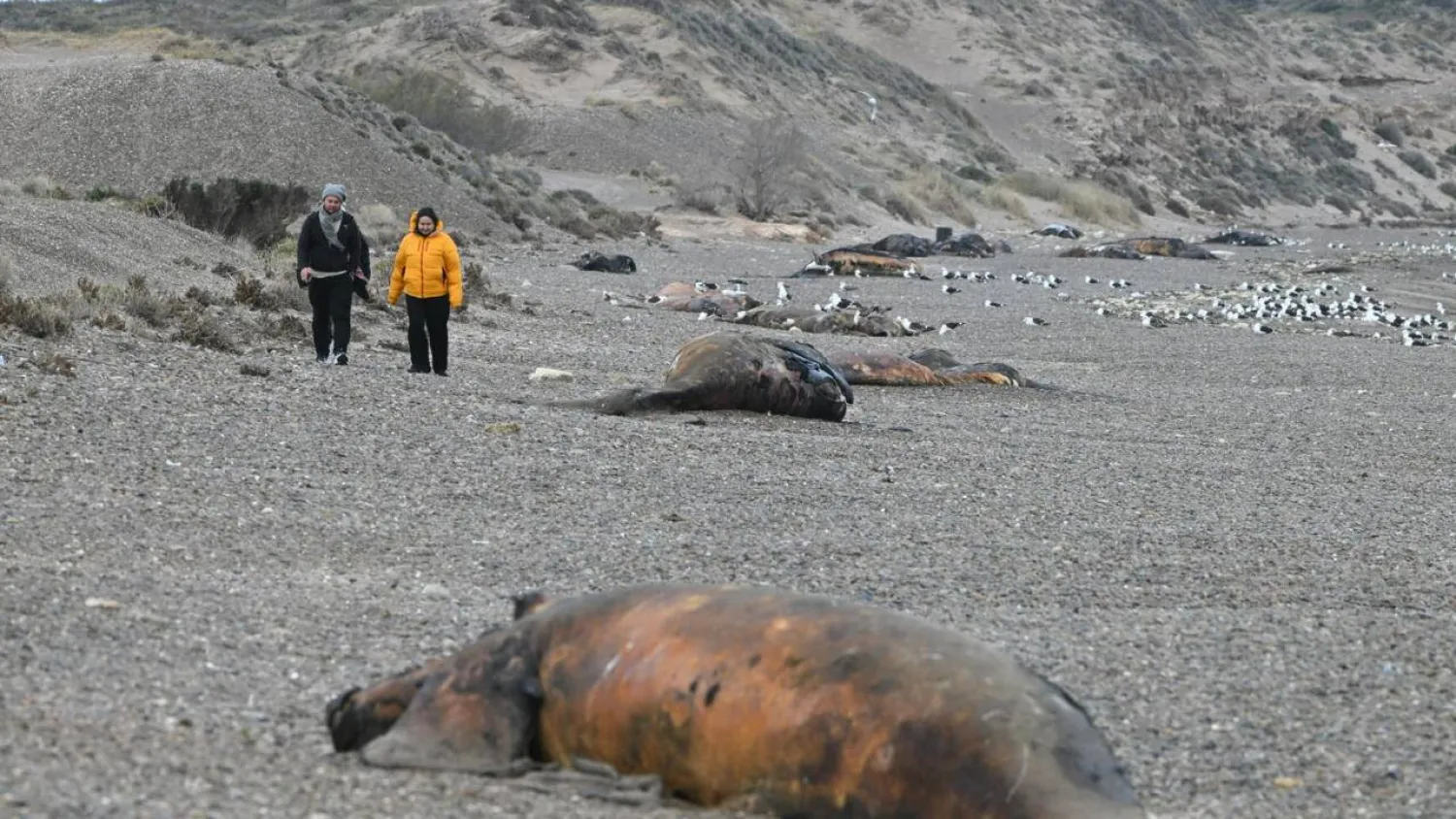 Scientists suspect a bacterial infection to be behind the mystery deaths of hundreds of southern right whale calves washed up on beaches in Argentina's Patagonia region. MAXI JONAS / AFP
