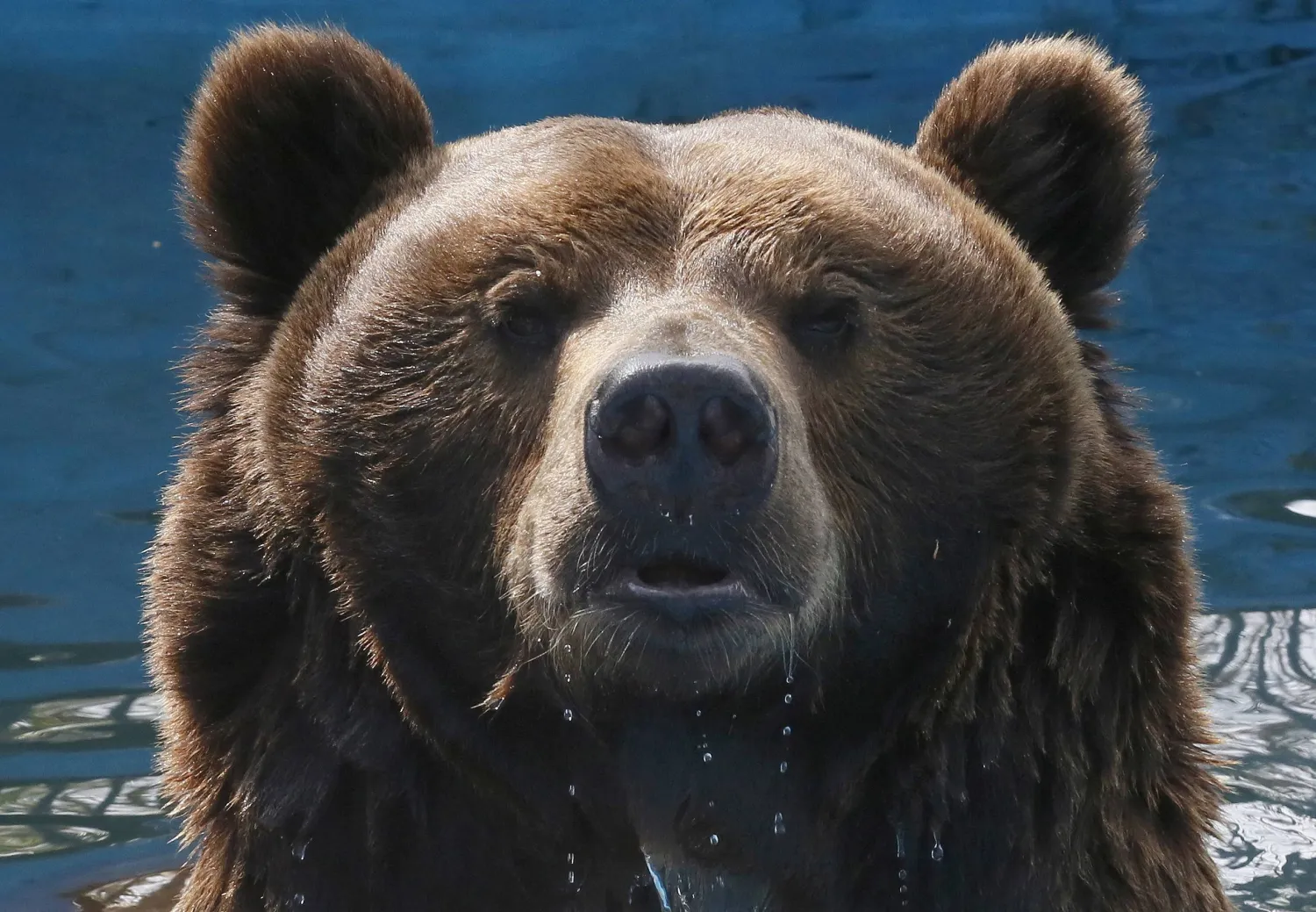FILE PHOTO: Buyan, a 15-year-old male Siberian brown bear, looks out from a pool inside an open-air cage at the Royev Ruchey Zoo in the Siberian city of Krasnoyarsk, Russia, May 15, 2015. REUTERS/Ilya Naymushin/File Photo
