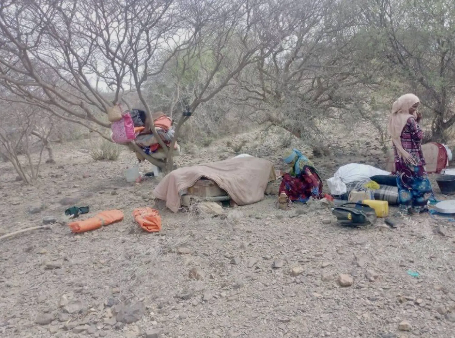 Trees became a refuge for those fleeing Houthi reprisals (local media)