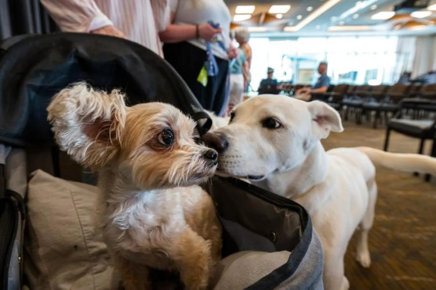 Araştırmacılar, büyük köpeklerin neden daha kısa yaşadığına dair ilk güçlü moleküler açıklamayı bulduklarını söylüyor (Charlie Leight / Arizona Devlet Üniversitesi)