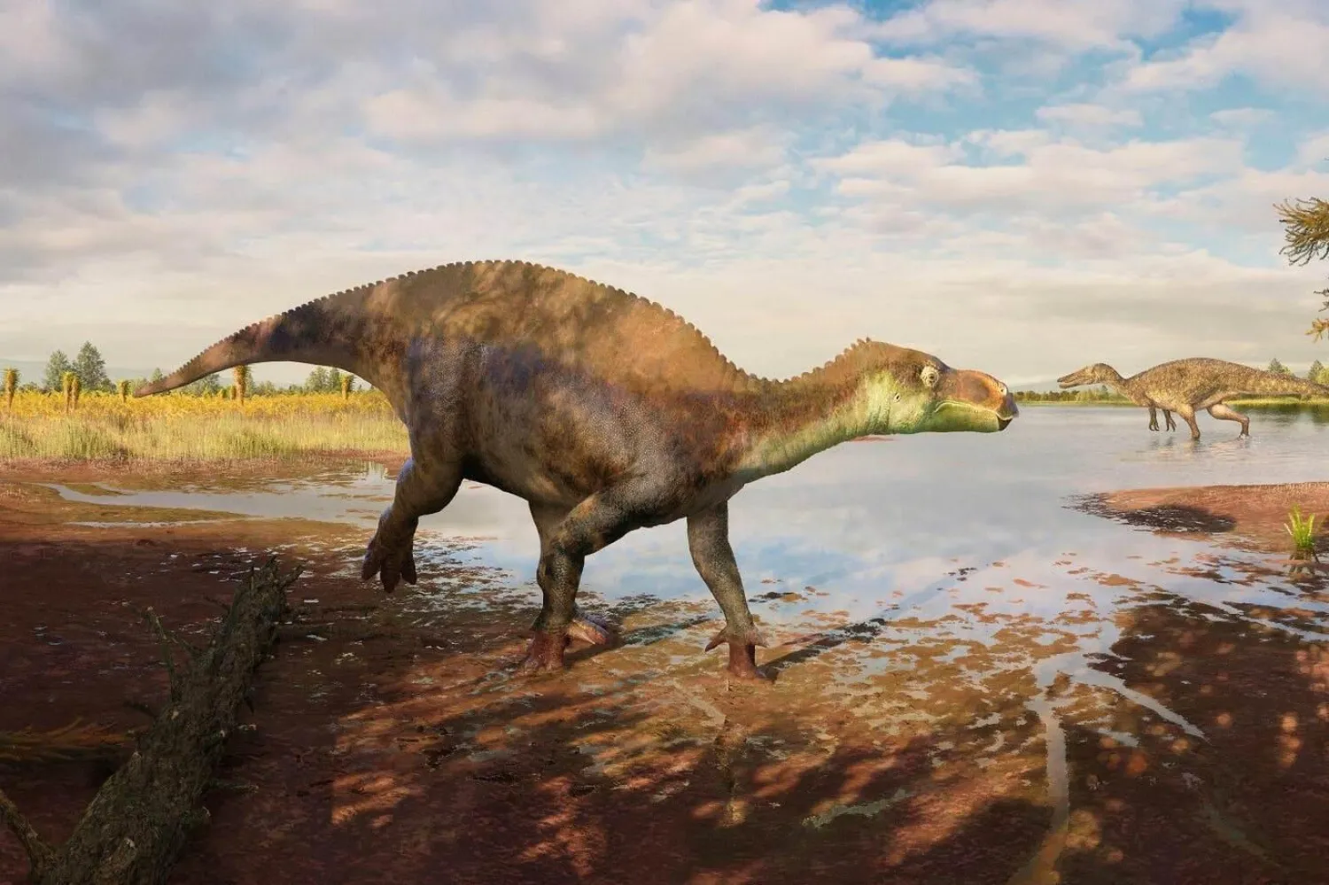 Iguanodontian dinozor grubundan Paludohadros proudlovii'nin sığ bir su kütlesinin kenarındaki çamurda yürüdüğü halinin rekonstrüksiyonu (Guilherme Gehr)