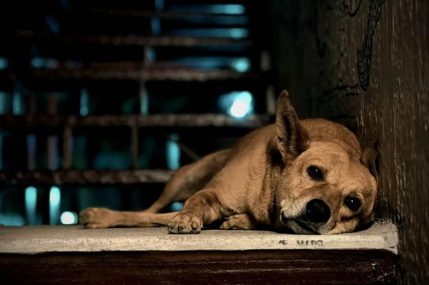 Köpeklerde depresyonun belirtileri insanlardakine benziyor. Uzmanlar, dikkat edilmesi gereken birkaç belirti olduğunu söylüyor (Unsplash)
