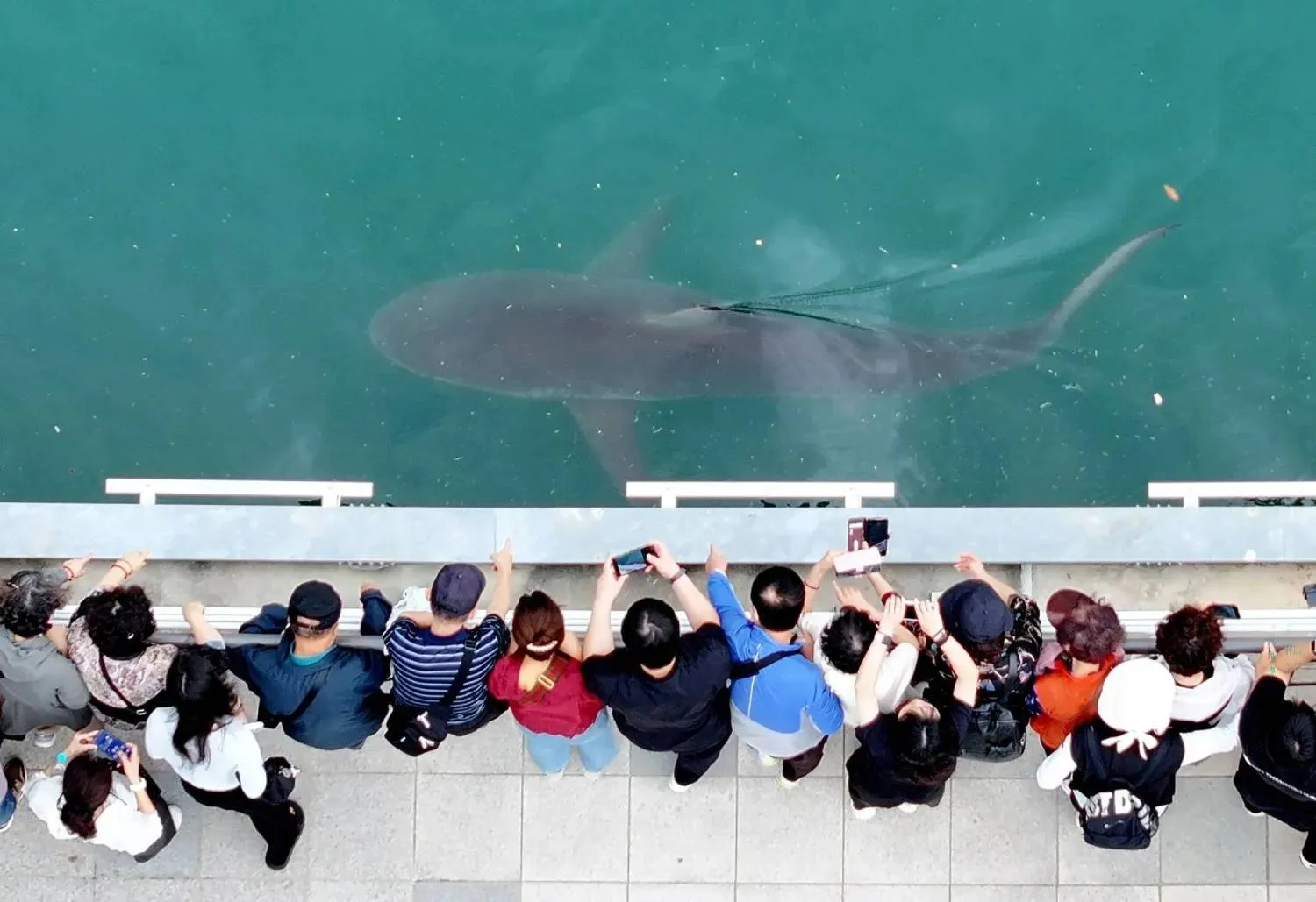 People take pictures of a shark that has been trapped in a canal since September 18 in Busan, South Korea, September 20, 2026. Yonhap via REUTERS 