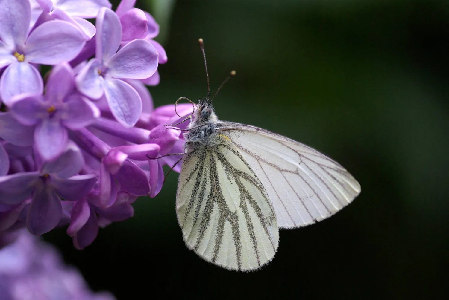 A green-veined white butterfly perches on a cluster of purple lilac flowers, taken in Mareil-Marly, France, on April 22, 2019, in this photograph released on September 30, 2026. Helen Briolat/Handout via REUTERS    