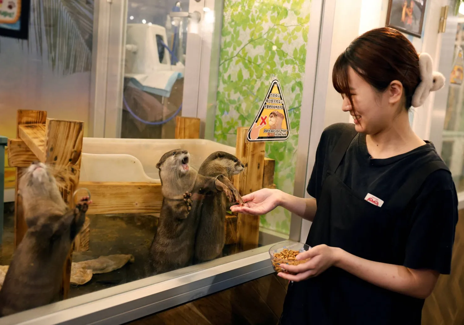 Syaina Nozaki, manager of Owl Otter Cafe, holds food for Asian small-clawed otters at the cafe, which houses rescued animals, in Kamakura, Kanagawa Prefecture, Japan, September 24, 2026. REUTERS/Kim Kyung-Hoon