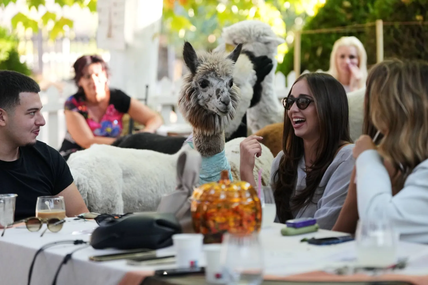 Six alpacas roam among the tables in the Alpaca Cafe interacting with the guests in the village of Stajicevo, 50 kilometers north of Belgrade, Serbia, Wednesday, Sept. 30, 2026. (AP Photo/Darko Vojinovic)