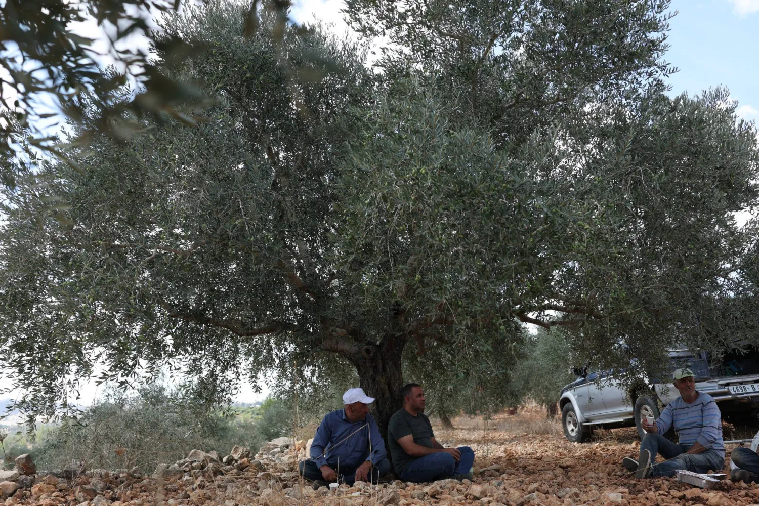 مزارعون فلسطينيون يستعدون لقطف الزيتون في بيرزيت (إ.ب.أ)