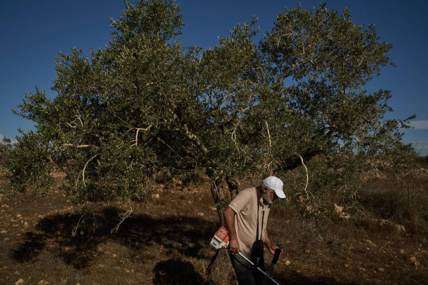 A Palestinian takes part in a community action to clear the area around the olive trees in preparation for the upcoming harvest season on the outskirts of the West Bank town of Birzeit, Friday, Oct. 2, 2026, in an area that, according to residents, they were unable to access last year due to Israeli army restrictions and settler attacks. (AP Photo/Leo Correa)