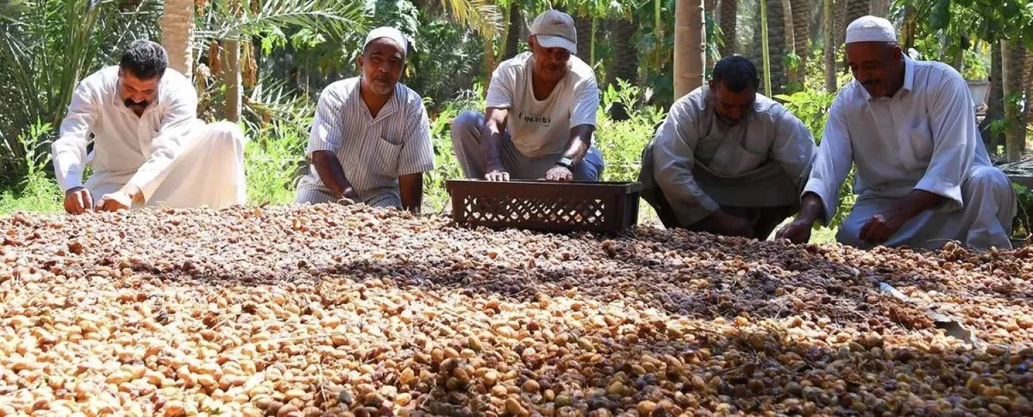 مزارعو الأحساء يحتفون بموسمهم من التمور (واس)