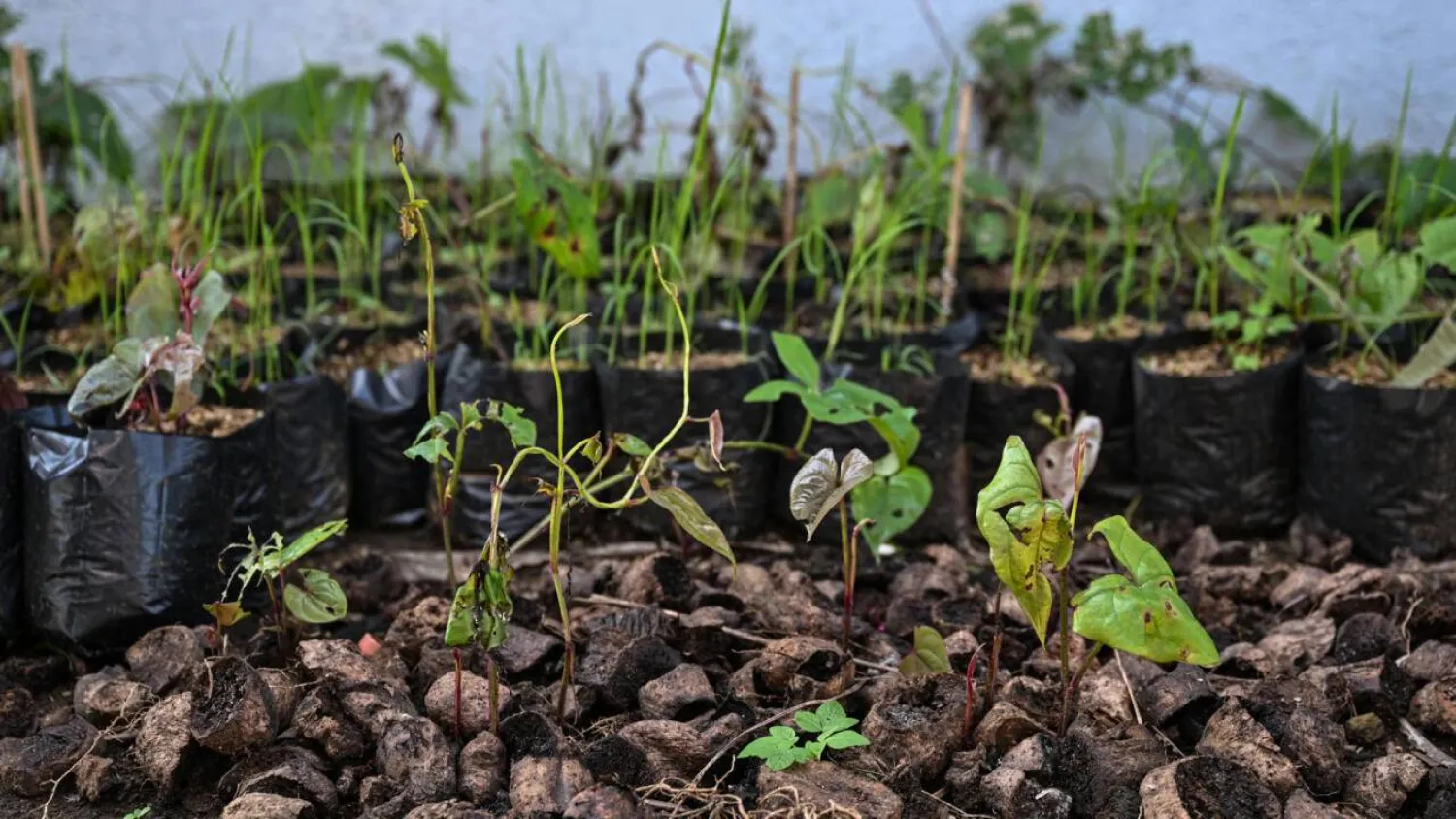 Purple yam sprout at a farm in Padre Garcia, Batangas province. Jam STA ROSA / AFP

