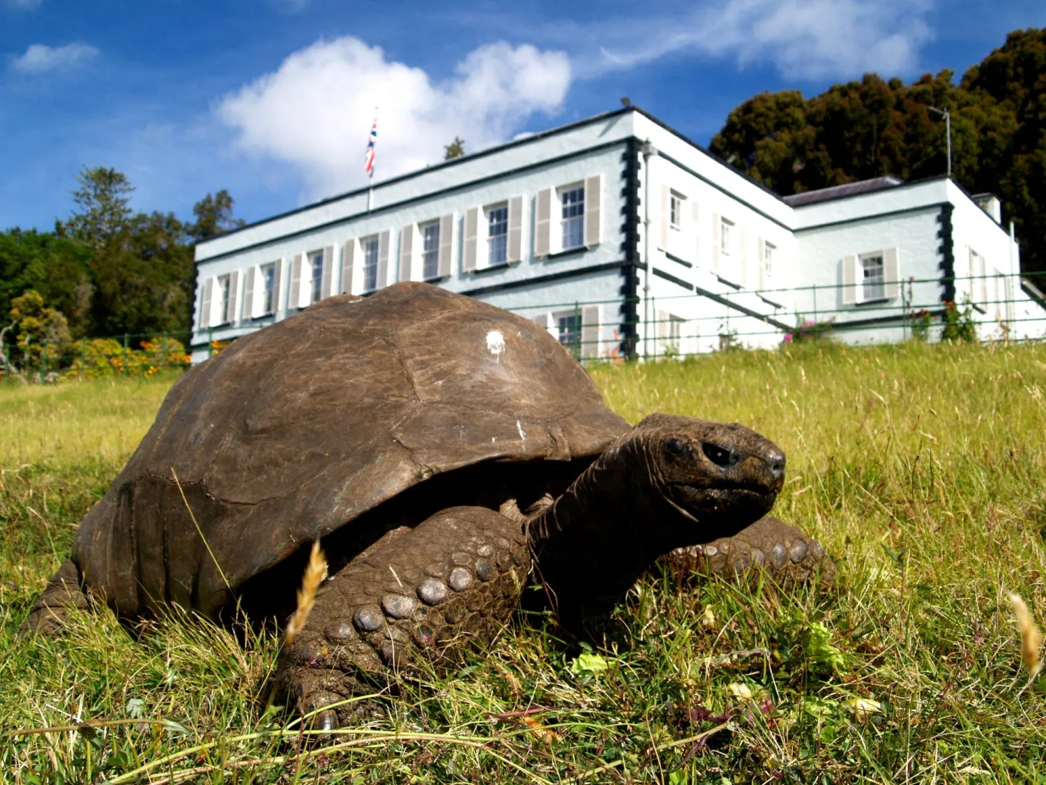 Tortoise named Jonathan, a giant tortoise believed to be the world's oldest known living land animal, stands in front of Plantation House, in St Paul on the South Atlantic island of St Helena, January 6, 2013.  Joe Hollins/Handout via REUTERS 