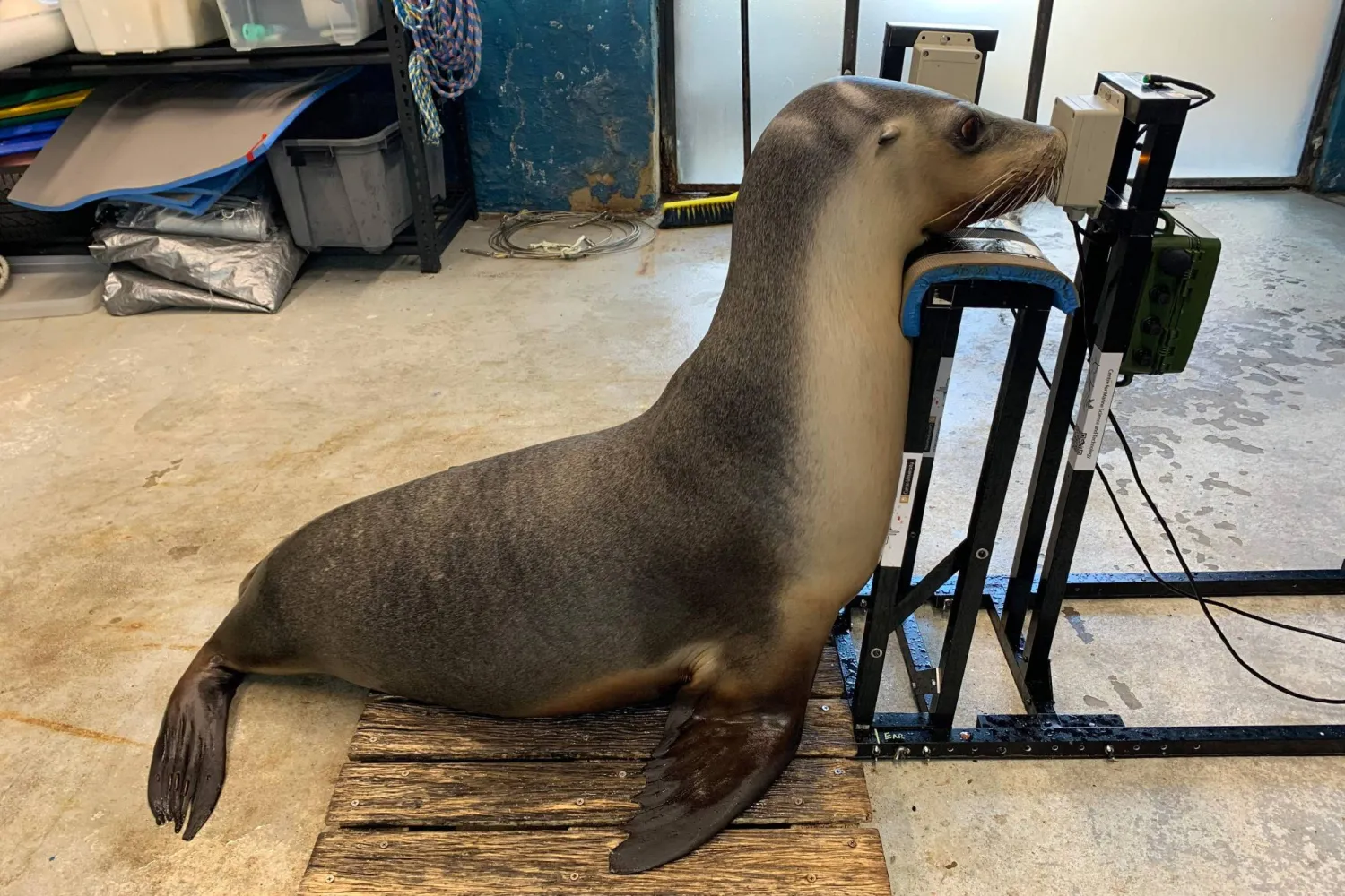 This undated handout photo taken by Curtin University professor and lead researcher Christine Erbe and received on October 9, 2026 shows a sea lion during a hearing test at Taronga Zoo in Sydney. (Photo by Handout / Christine ERBE / AFP) 