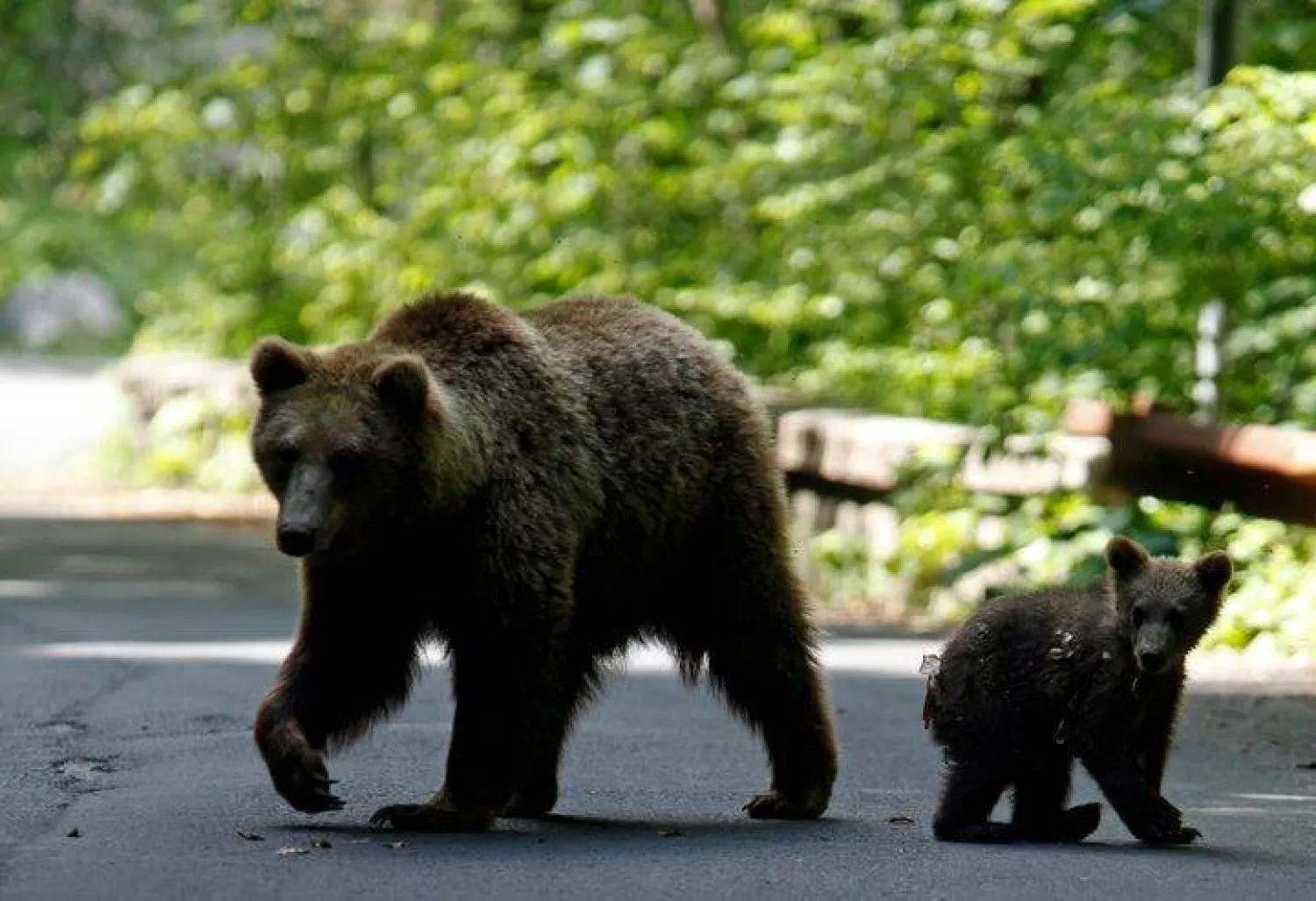 A brown bear and her cub play on the road in the outskirts of Sinaia, 140 km north of Bucharest, June 15, 2009. REUTERS/Radu Sigheti/File