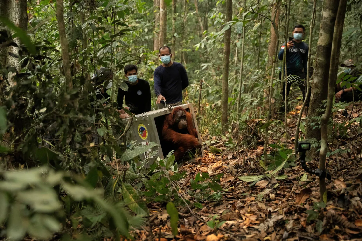 A Borneo orangutan (Pongo pygmaeus) named Mama Lifa, along with her baby Lifa (unseen), who were rescued from an area affected by wildfires, leave the cage during translocation at Batu Nyambu protected forest area in Ketapang regency, West Kalimantan province, Indonesia, October 9, 2026. Muffidz Ma’sum/Yayasan Inisiasi Alam Rehabilitasi Indonesia (YIARI)/ Handout via REUTERS 