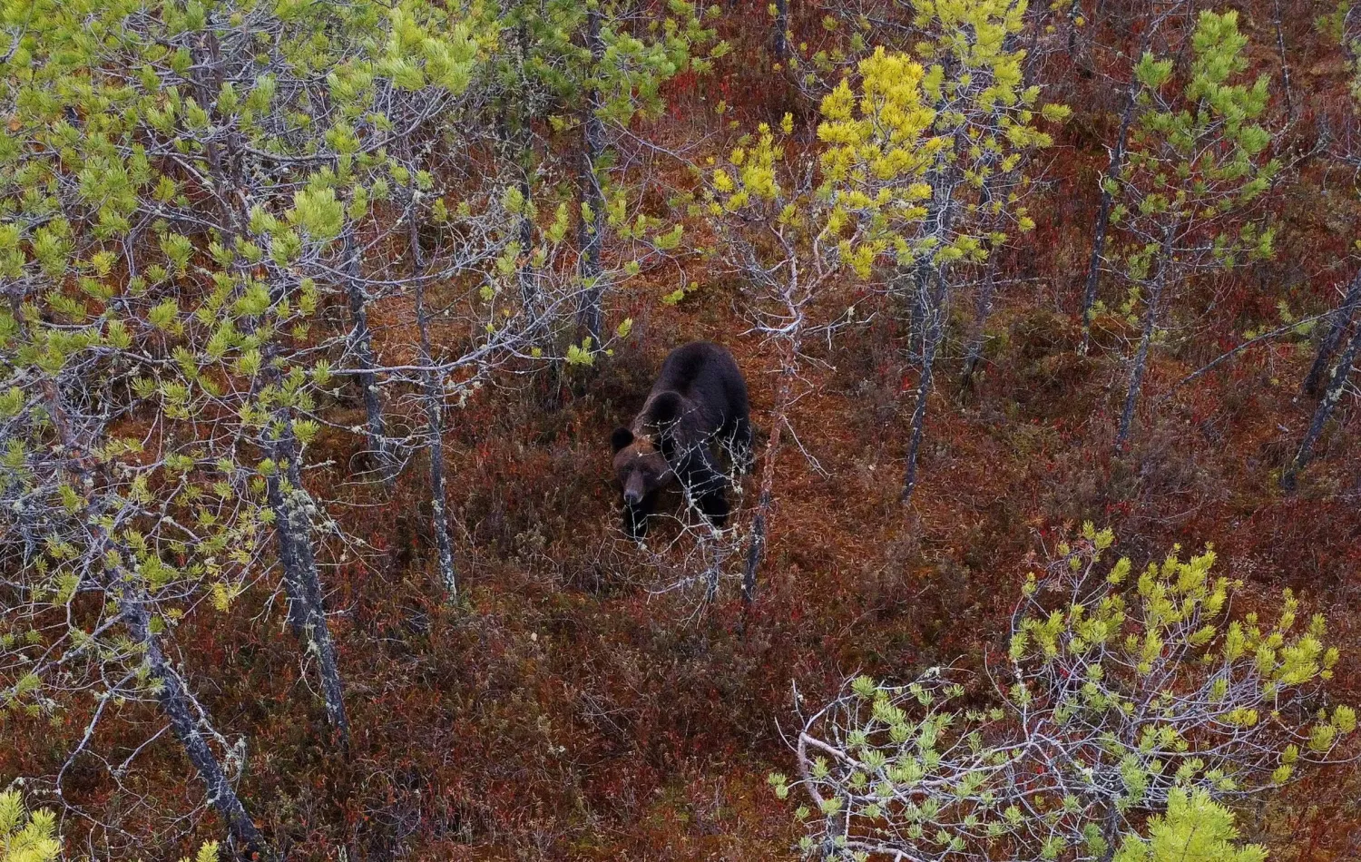 A drone view of a bear in the Siberian taiga outside the settlement of Podtesovo, on the banks of the Yenisei River in the Krasnoyarsk region, Russia, September 27, 2026. REUTERS/Vladislav Nekrasov